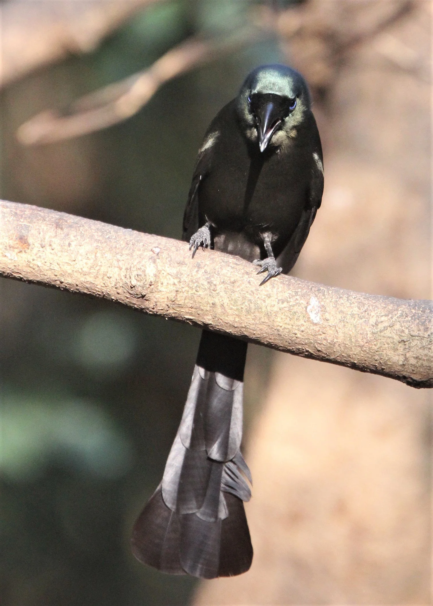 TREEPIE - RACKET-TAILED TREEPIE -Crypsirina temia - KAENG KRACHAN (8).jpg