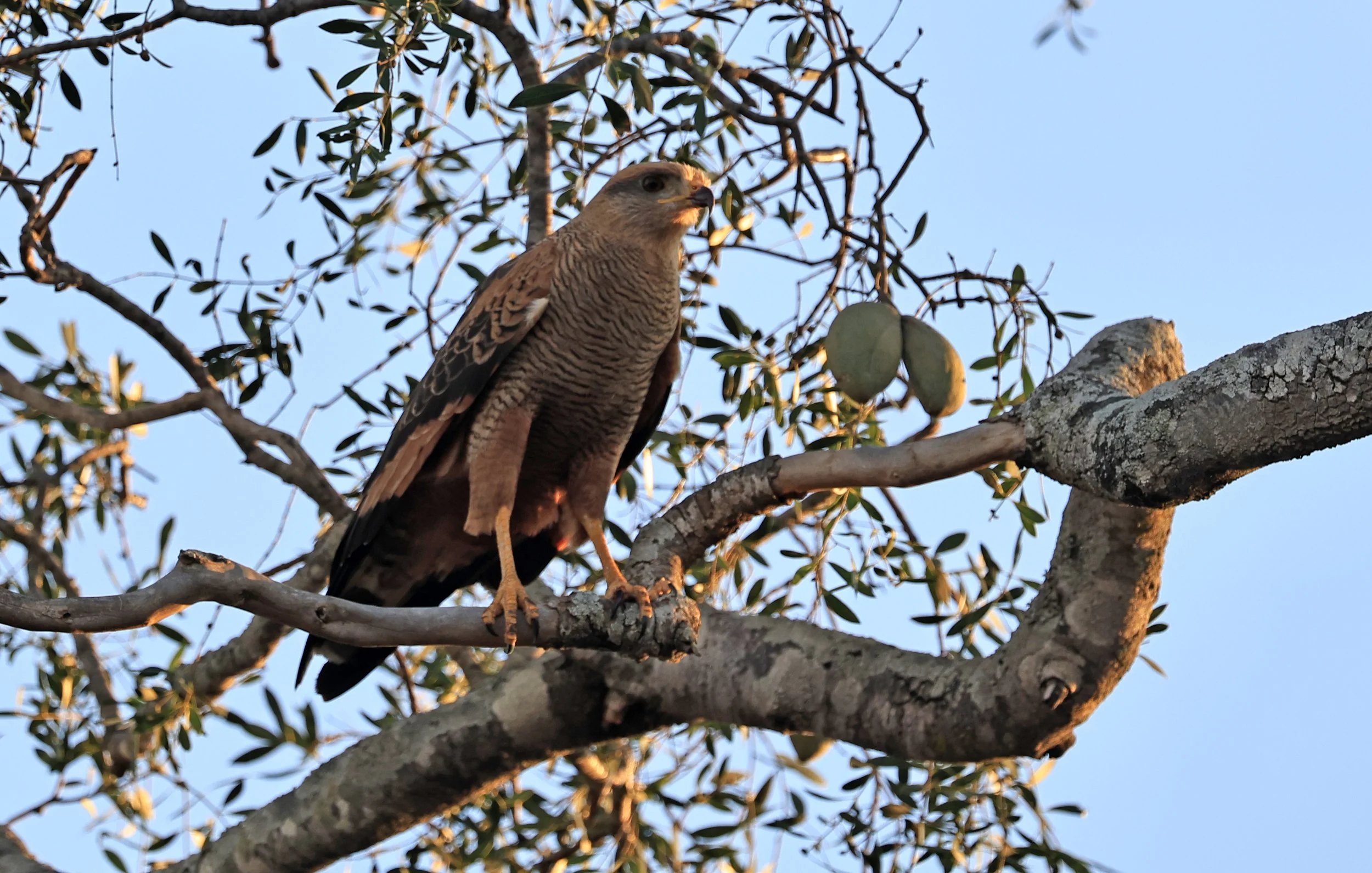 Savanna Hawk (Buteogallus meridionalis) Agua Dulce Paraguay (7).jpg