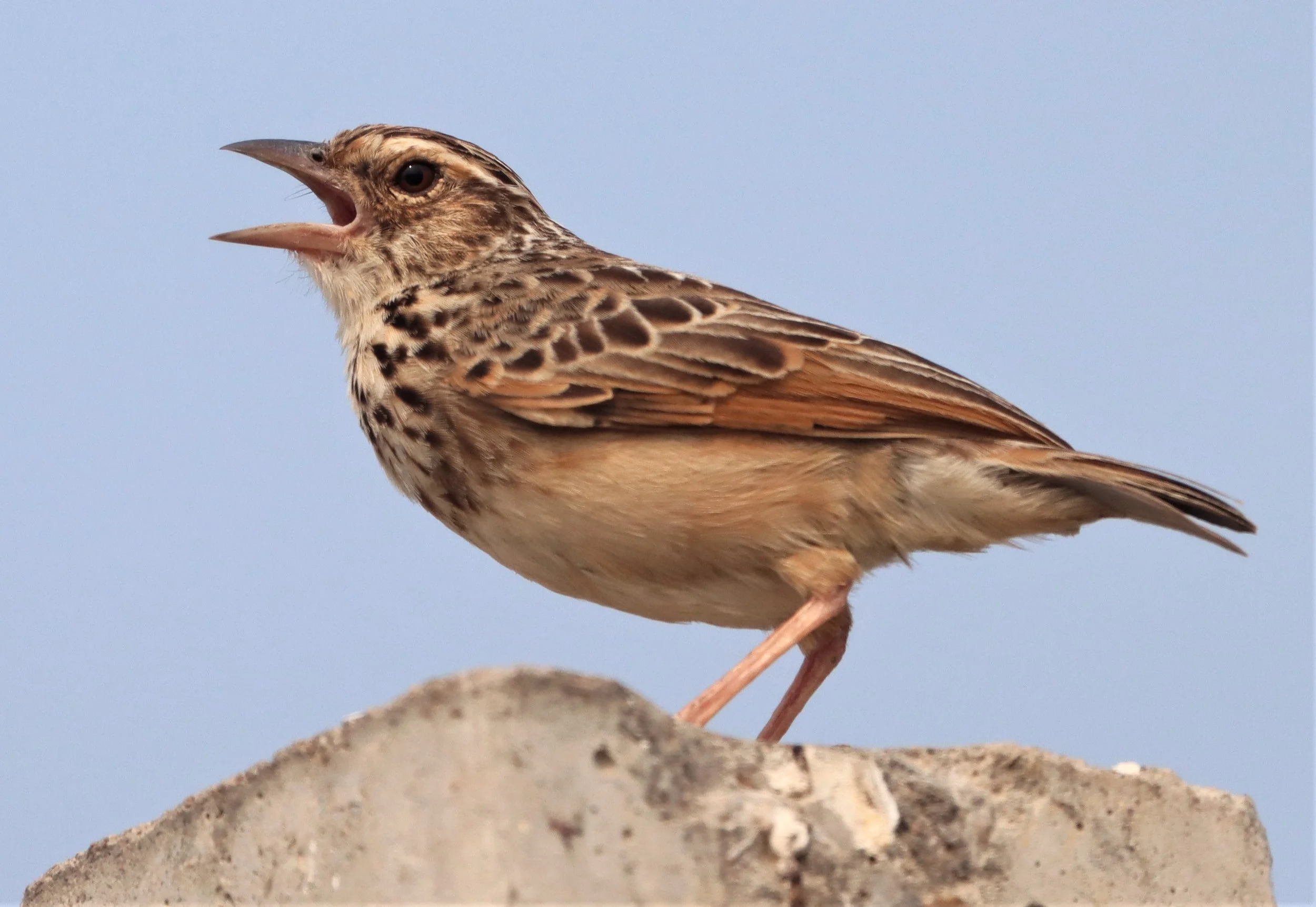Indochinese Bushlark (Mirafra erythrocephala) Bang Khaem Wetlands Nakhon Pathom (1).jpg