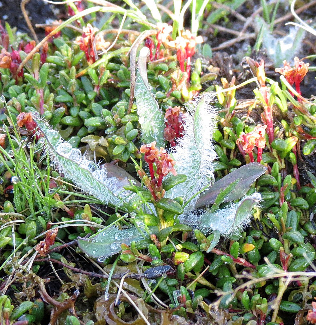 STELVIO NATIONAL PARK ITALY (22).JPG