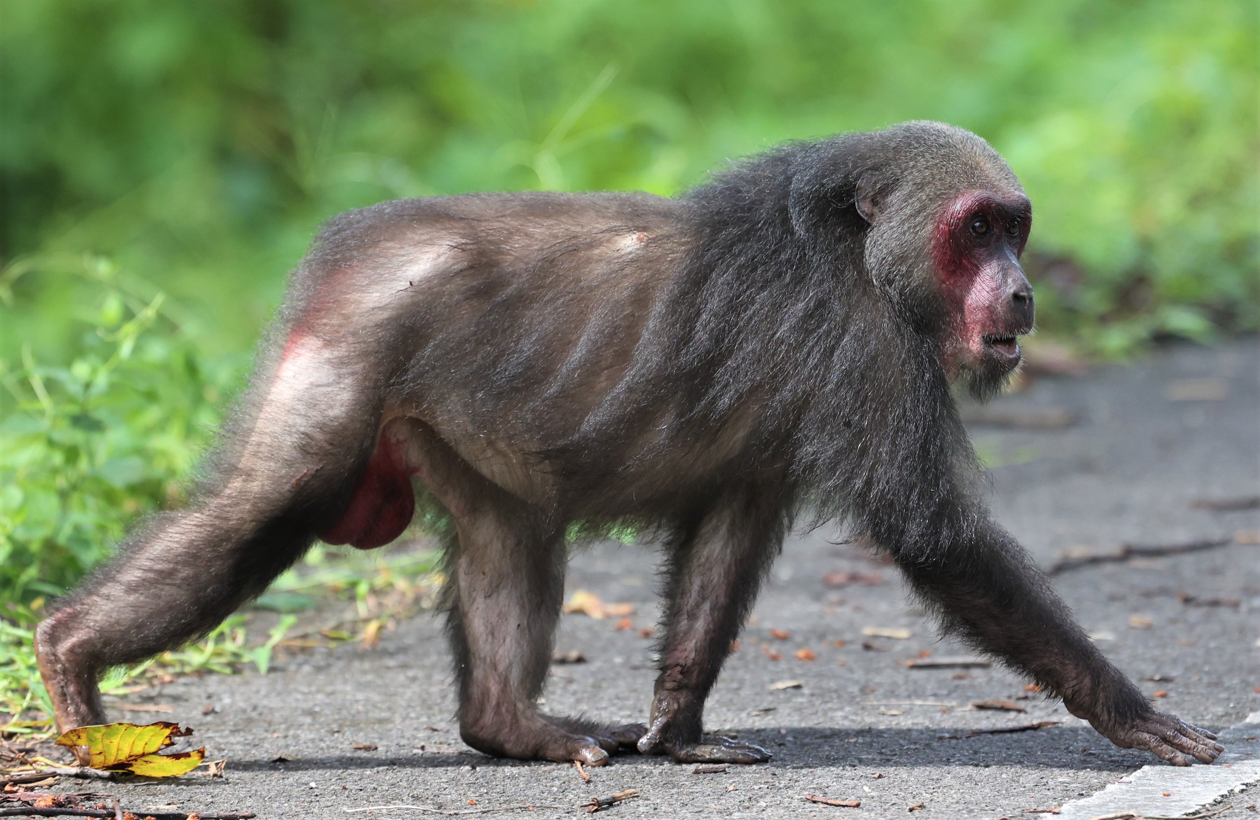 Stump-tailed macaques (Macaca arctoides) have no visible tail.