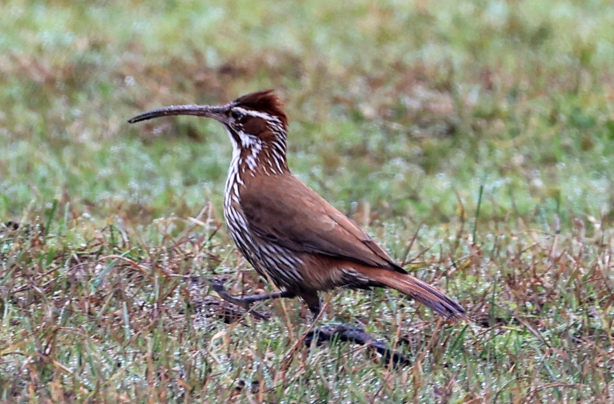 Scimitar-billed Woodcreeper (Drymornis bridgesii) Reserva Natural Ceibas, Entre Rios, Argentina (2).jpg