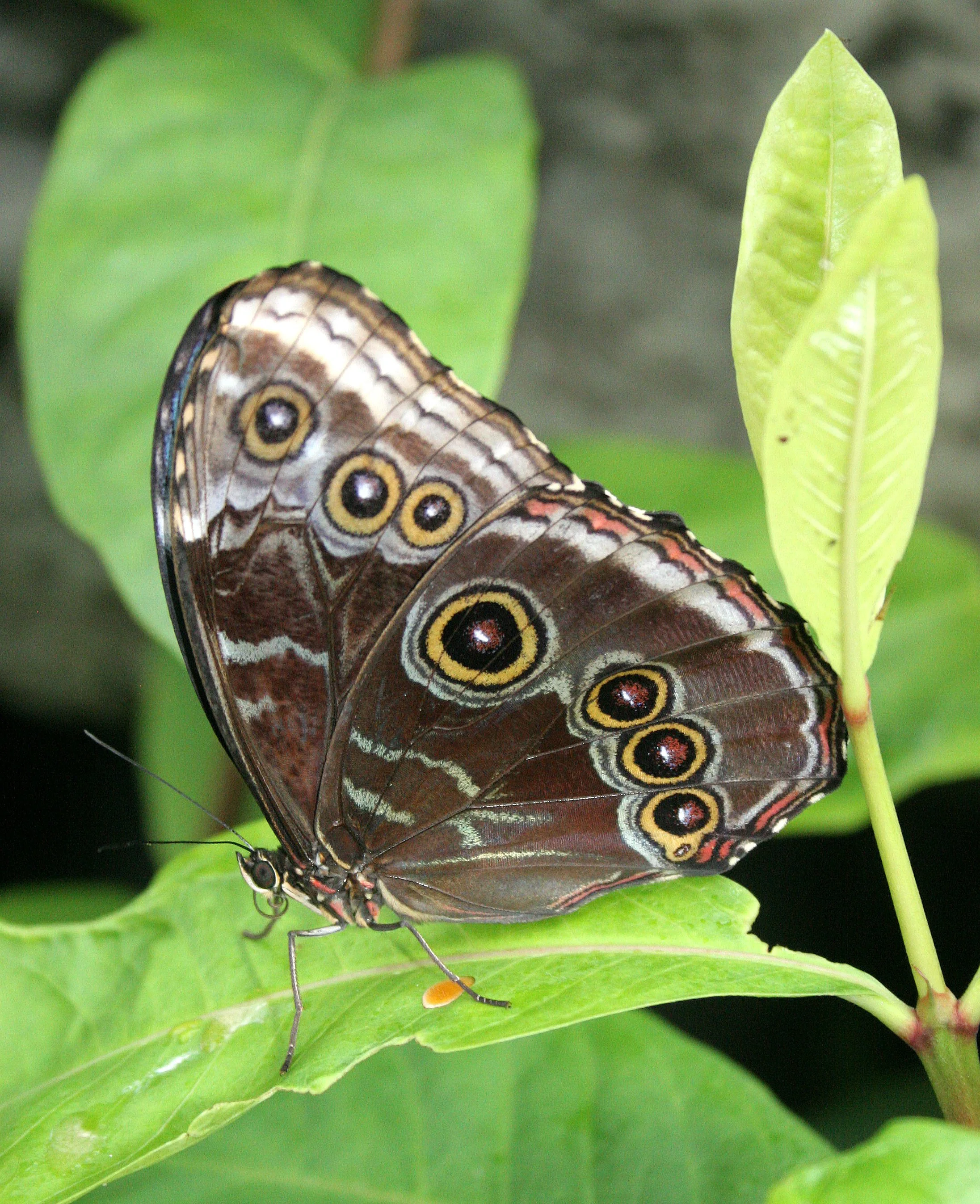 2008-3-31 CHICAGO SPRING TRIP - PEGGY BARTEAON NATURE MUSEUM (14).JPG