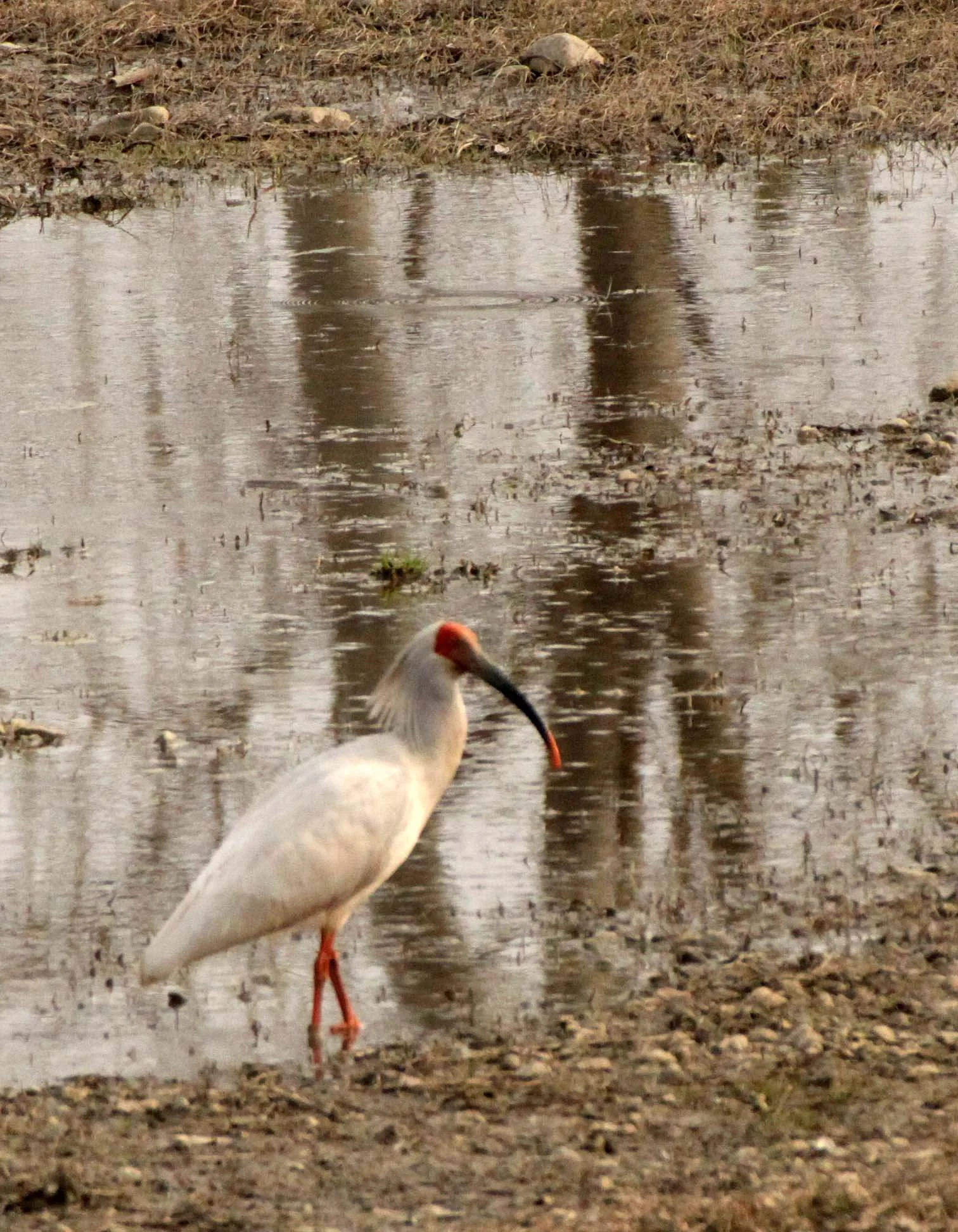IBIS - CRESTED IBIS - Nipponia nippon - YANG COUNTY SHAANXI PROVINCE CHINA (77).JPG