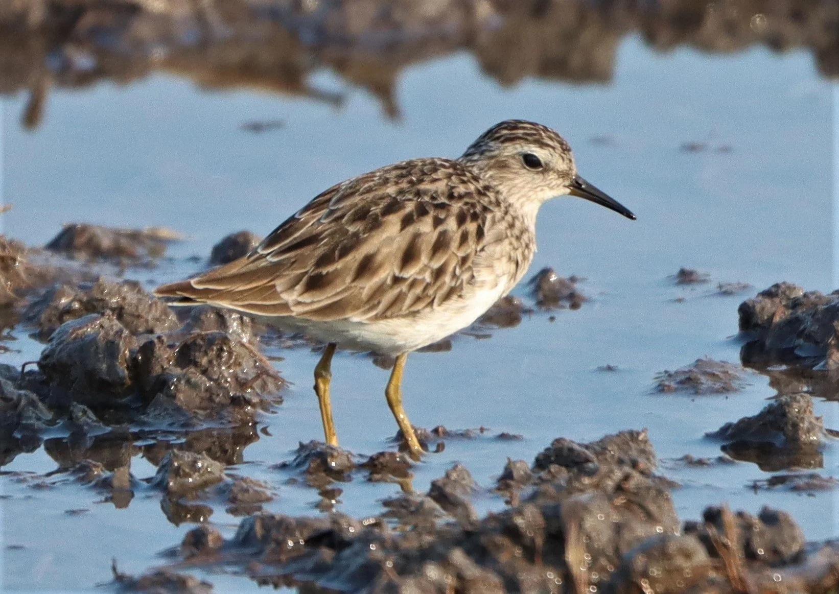 STINT - Long-toed Stint - Calidris subminuta - PATHUM THANI RICE RESEARCH CENTER (7).jpg