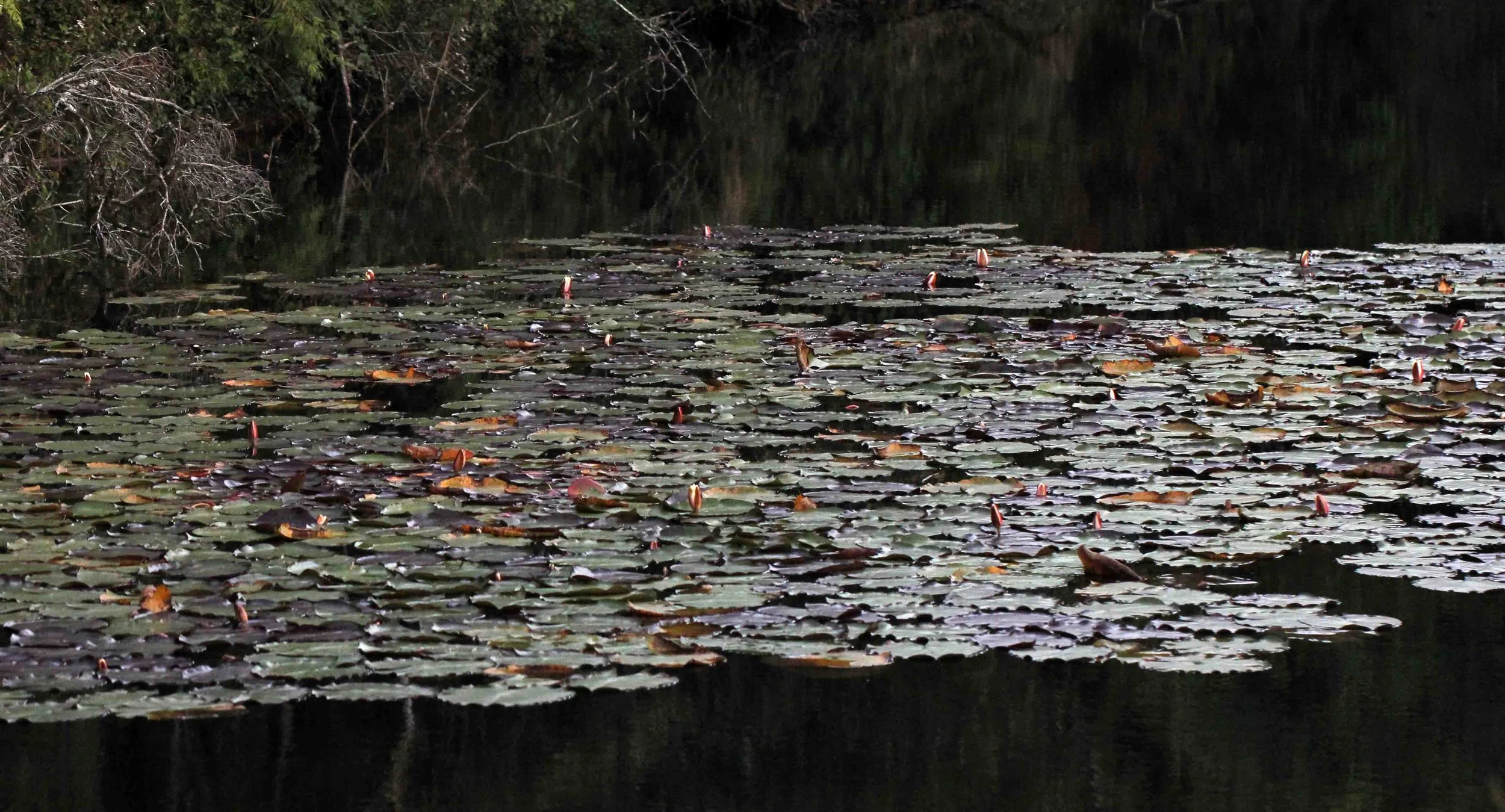 NUWARA ELIYA， HORTON PLAINS NATIONAL PARK,  SRI LANKA (2).JPG