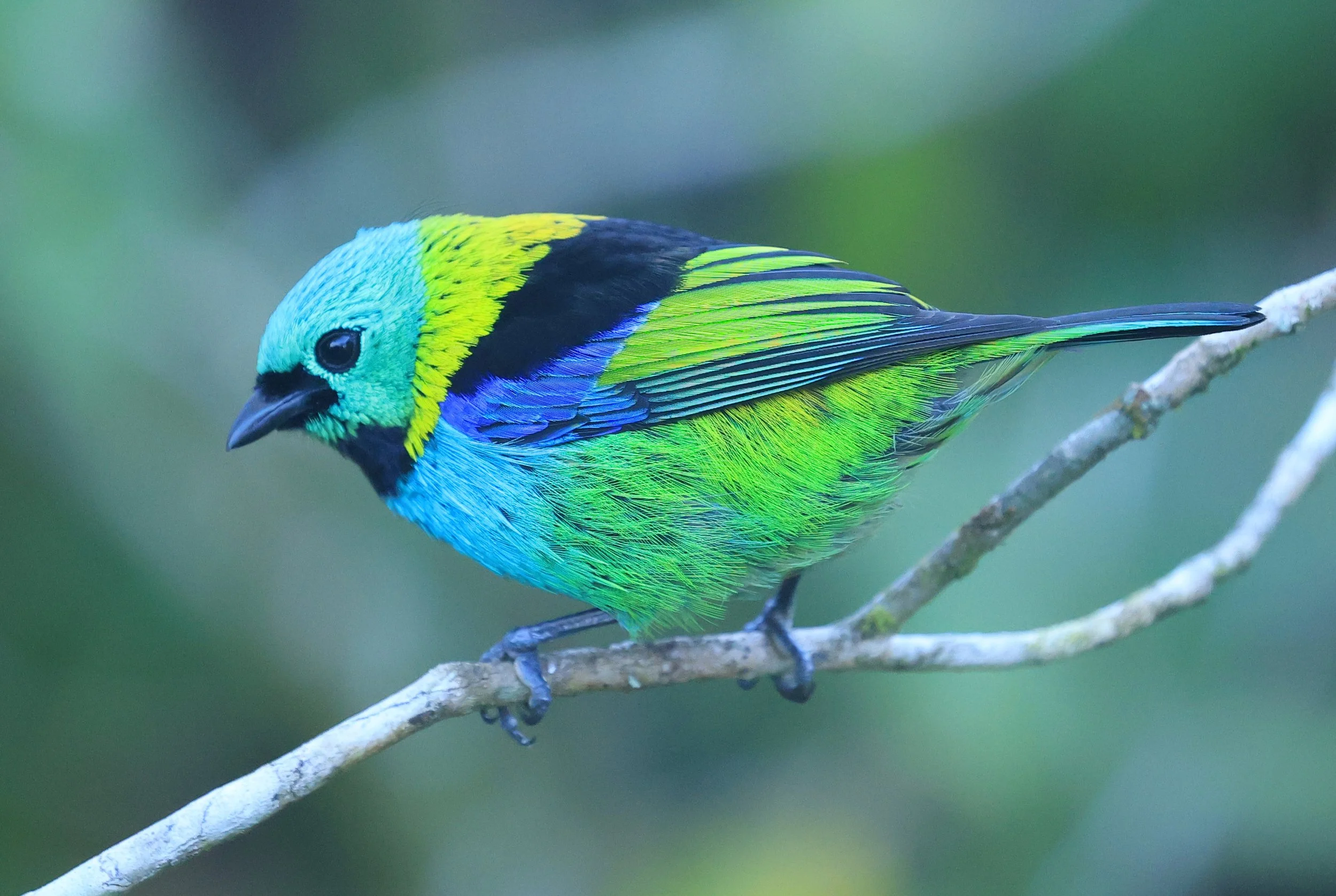 Green-headed Tanager (Tangara seledon)  Superagui National Park, Brazil (198).jpg