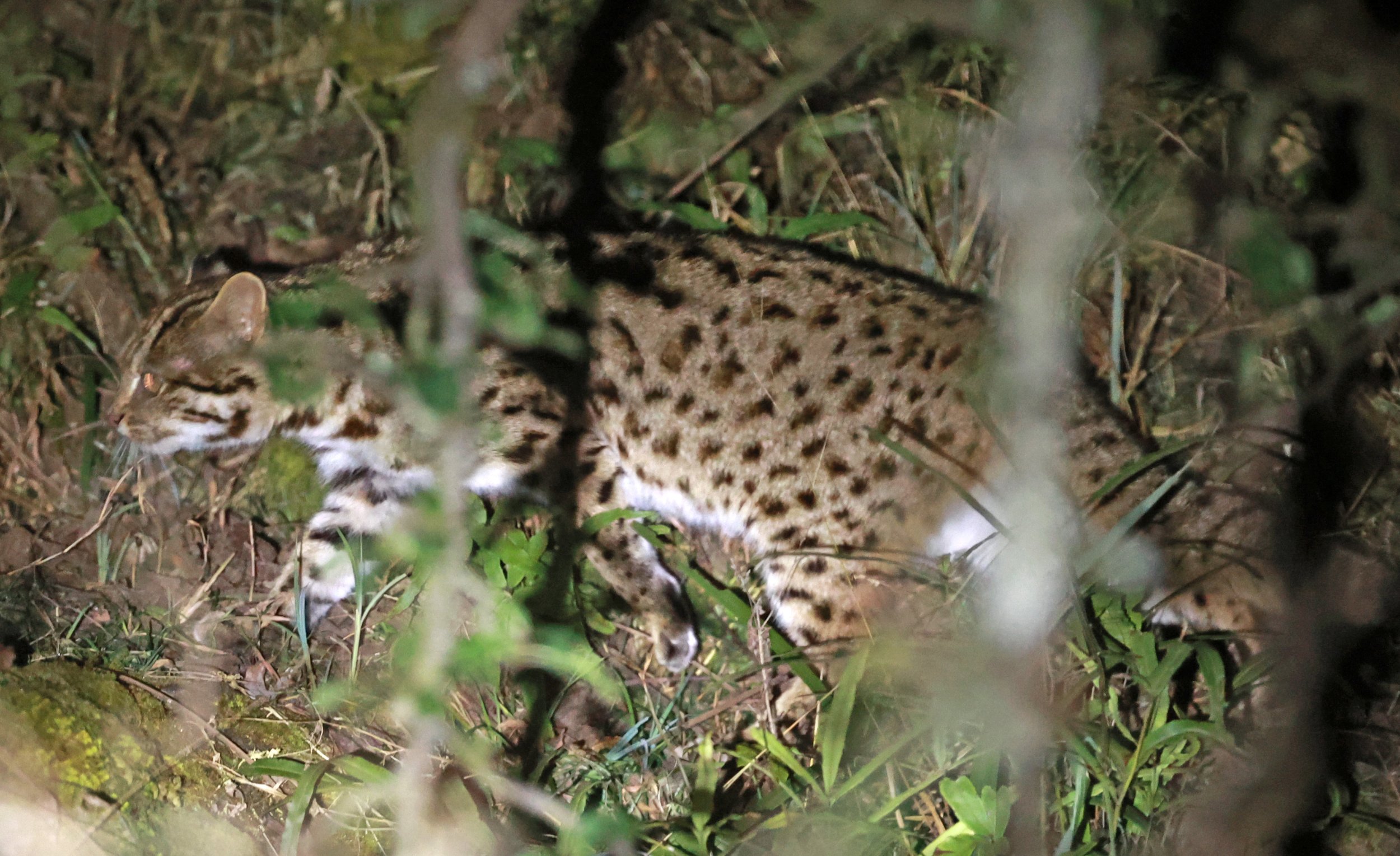Mainland Leopard Cat (Prionailurus bengalensis) Tangjiahe National Nature Reserve, Sichuan China (24).jpg
