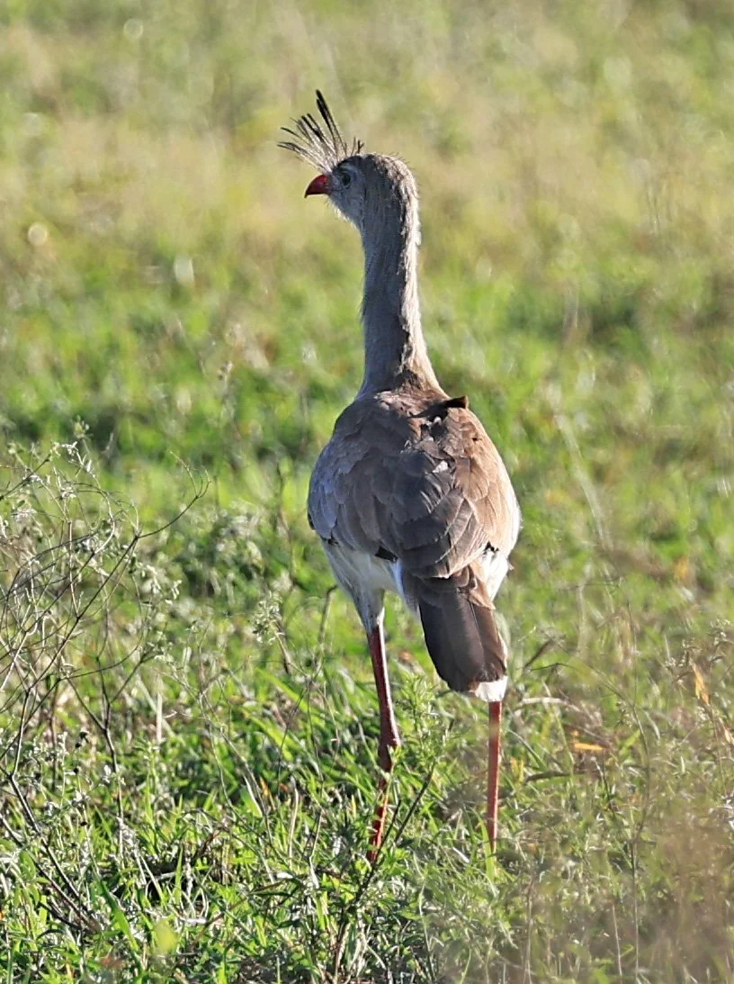 Red-legged Seriema (Cariama cristata) Neuland Mennonite Colony Paraguay (3).jpg