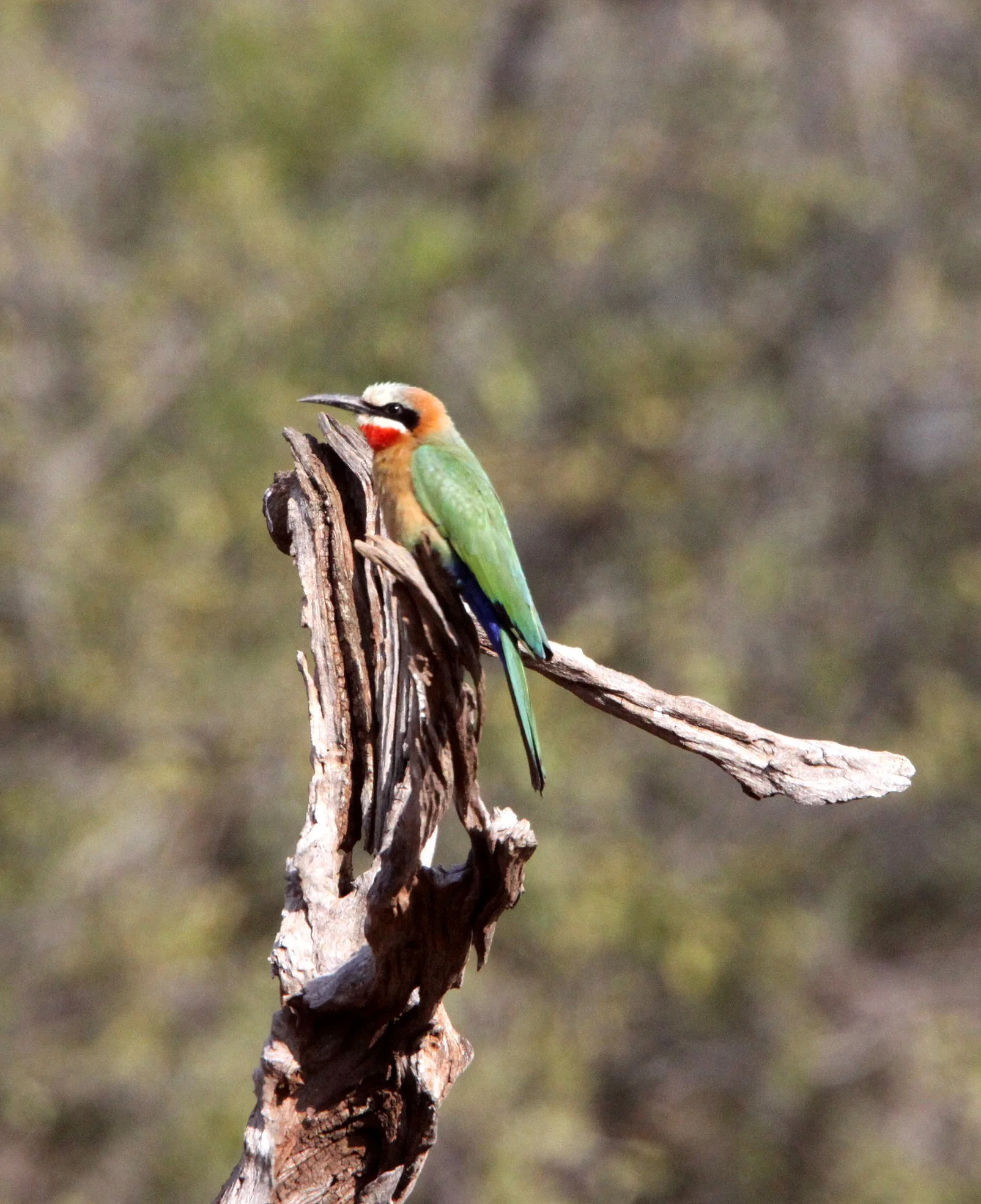 BIRD - BEE-EATER - WHITE-FRONGED BEE-EATER - IMFOLOZI NATIONAL PARK SOUTH AFRICA (11).JPG