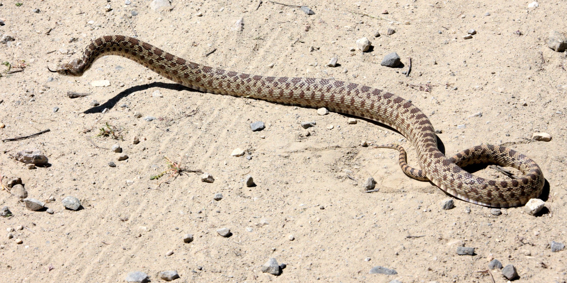 Pituophis catenifer catenifer - PACIFIC GOPHER SNAKE - CARRIZO PLAIN NATIONAL MONUMENT CALIFORNIA (5).JPG