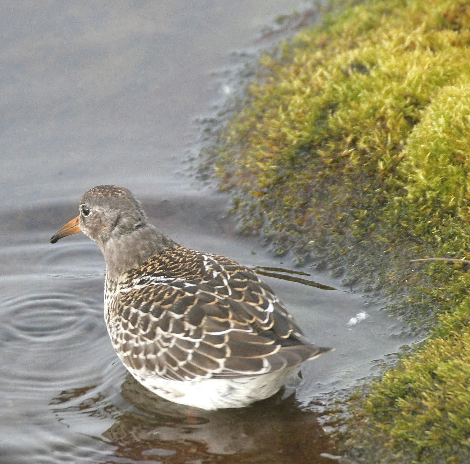 BIRD - SANDPIPER - PURPLE SANDPIPER - SVALBARD (22).jpg