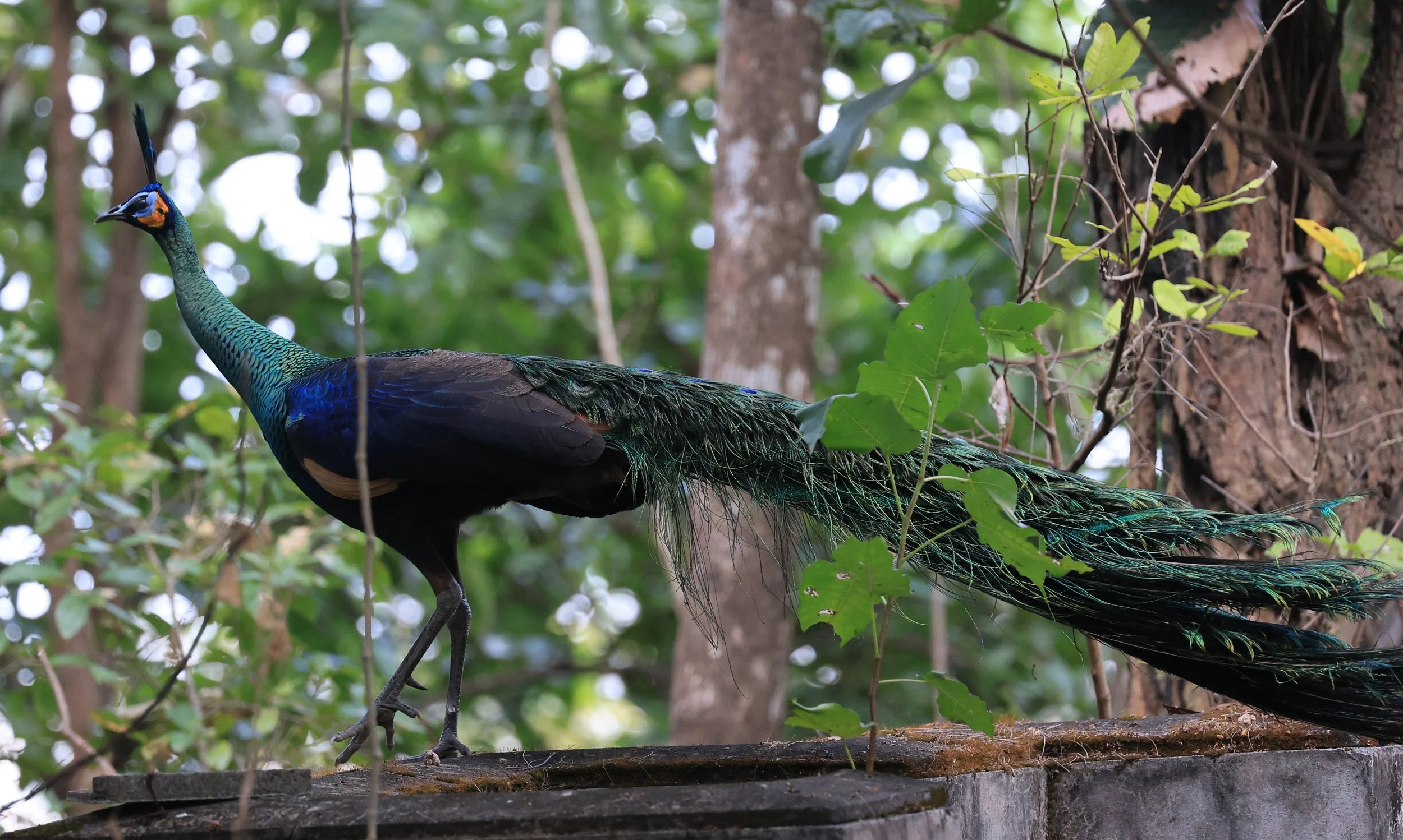 Green Peafowl (Pavo muticus) Doi Butsarakham Phayao Province (31).jpg