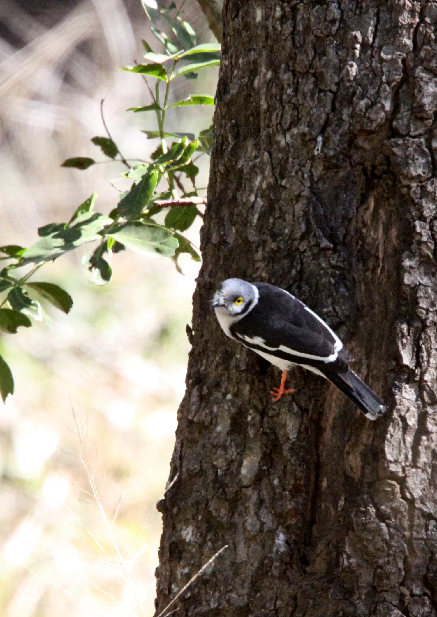 White-crested Helmet-shrike (Prionops plumatus) Imfolozi NP South Africa (3).JPG