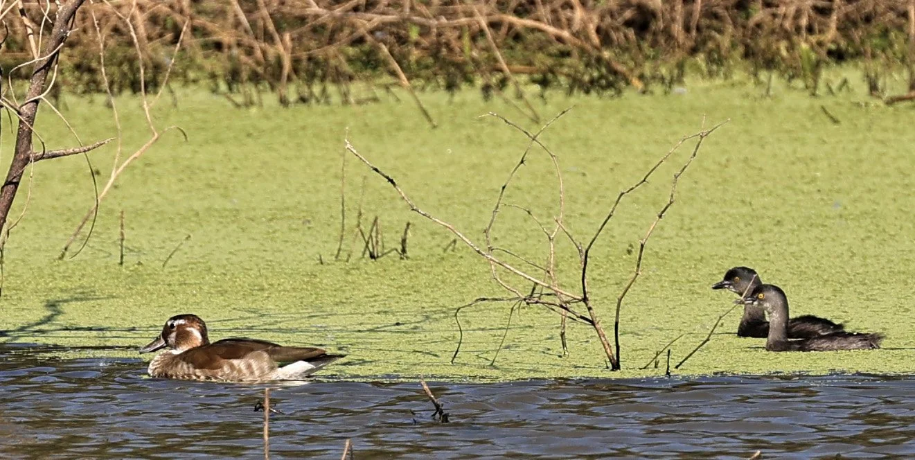 Least Grebe (Tachybaptus dominicus) Agua Dulce Paraguay (2).jpg