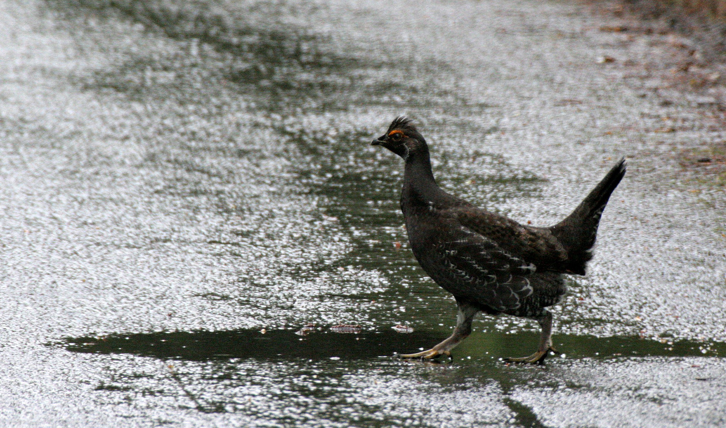 GROUSE - SOOTY (BLUE) GROUSE - Dendragapus fuliginosus - DUNCAN CEDAR TREE ROAD - HOH RIVER VALLEY WA  (15).JPG