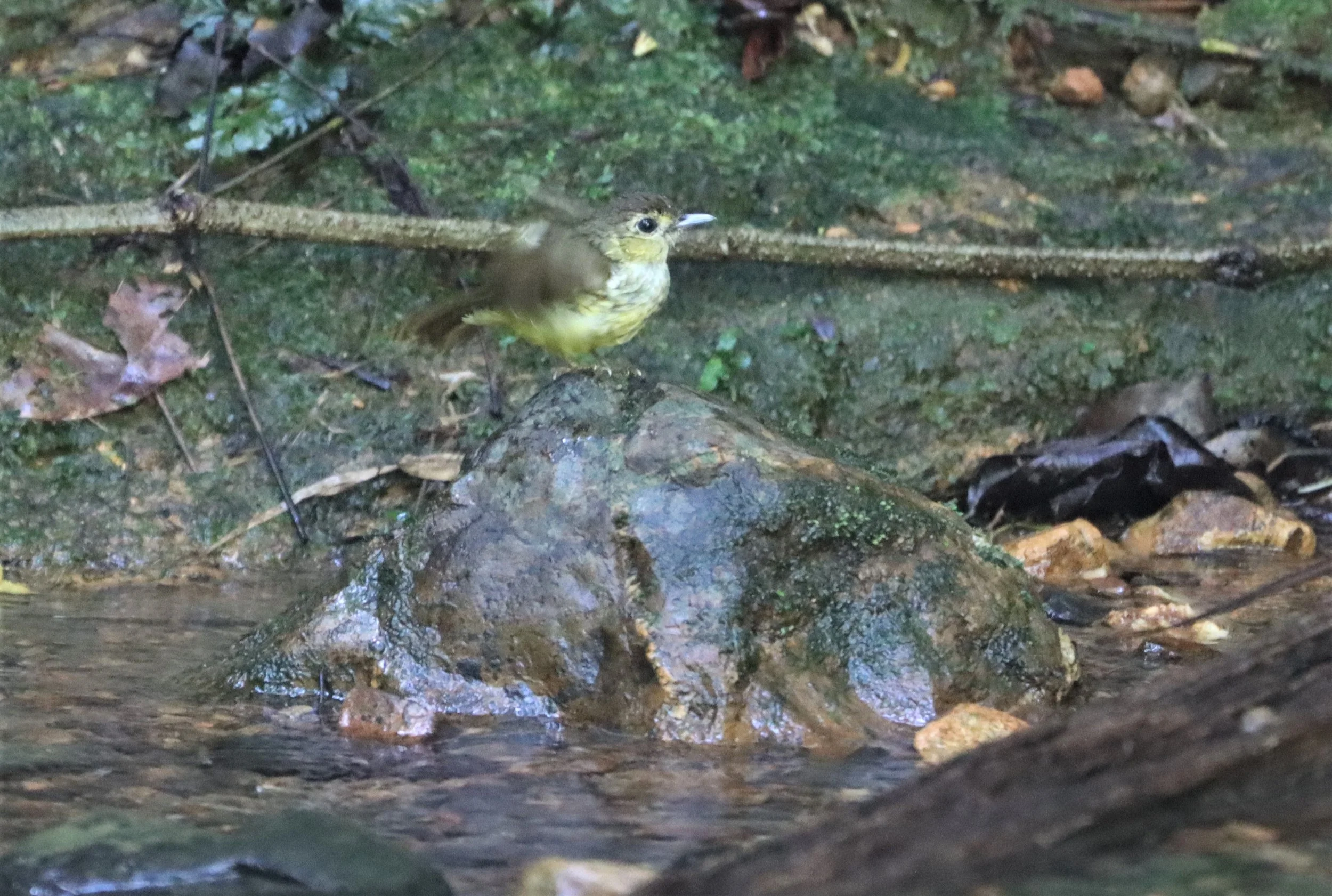 BULBUL - HAIRY-BACKED BULBUL - Tricholestes criniger - SI PHANG NGA NATIONAL PARK (6).jpg