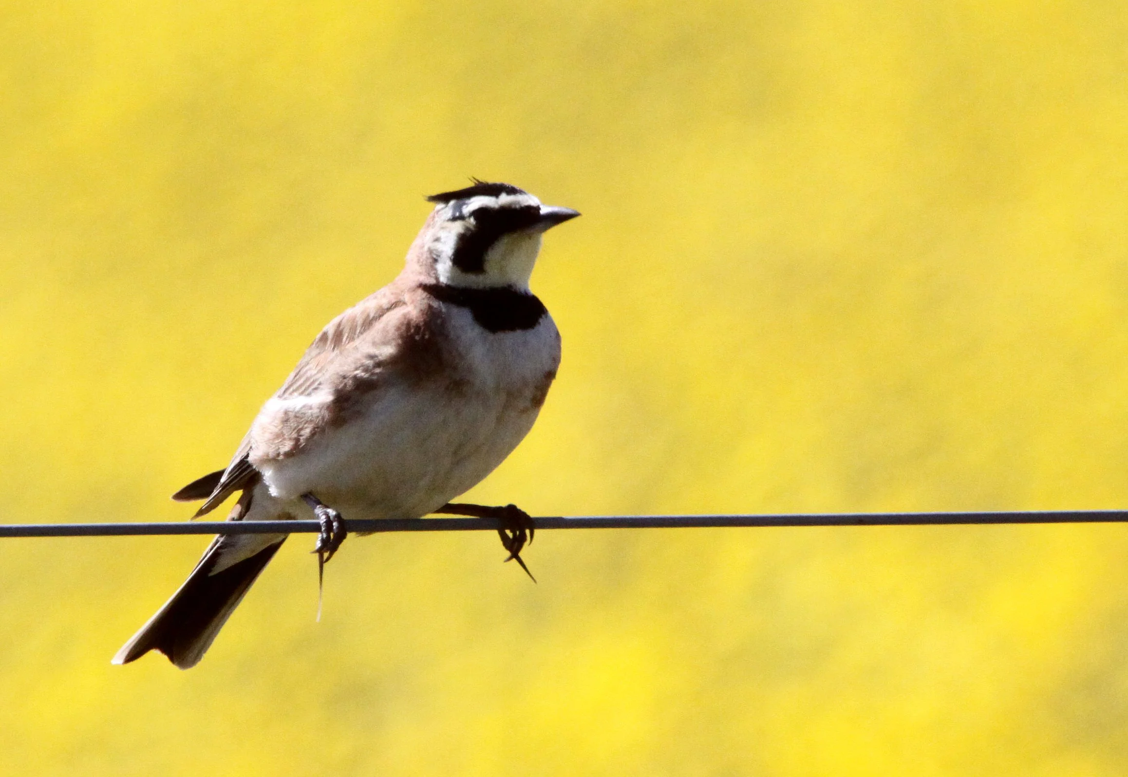 Horned Lark (Eremophila alpestris) Carrizo Plain National Monument California (12).JPG