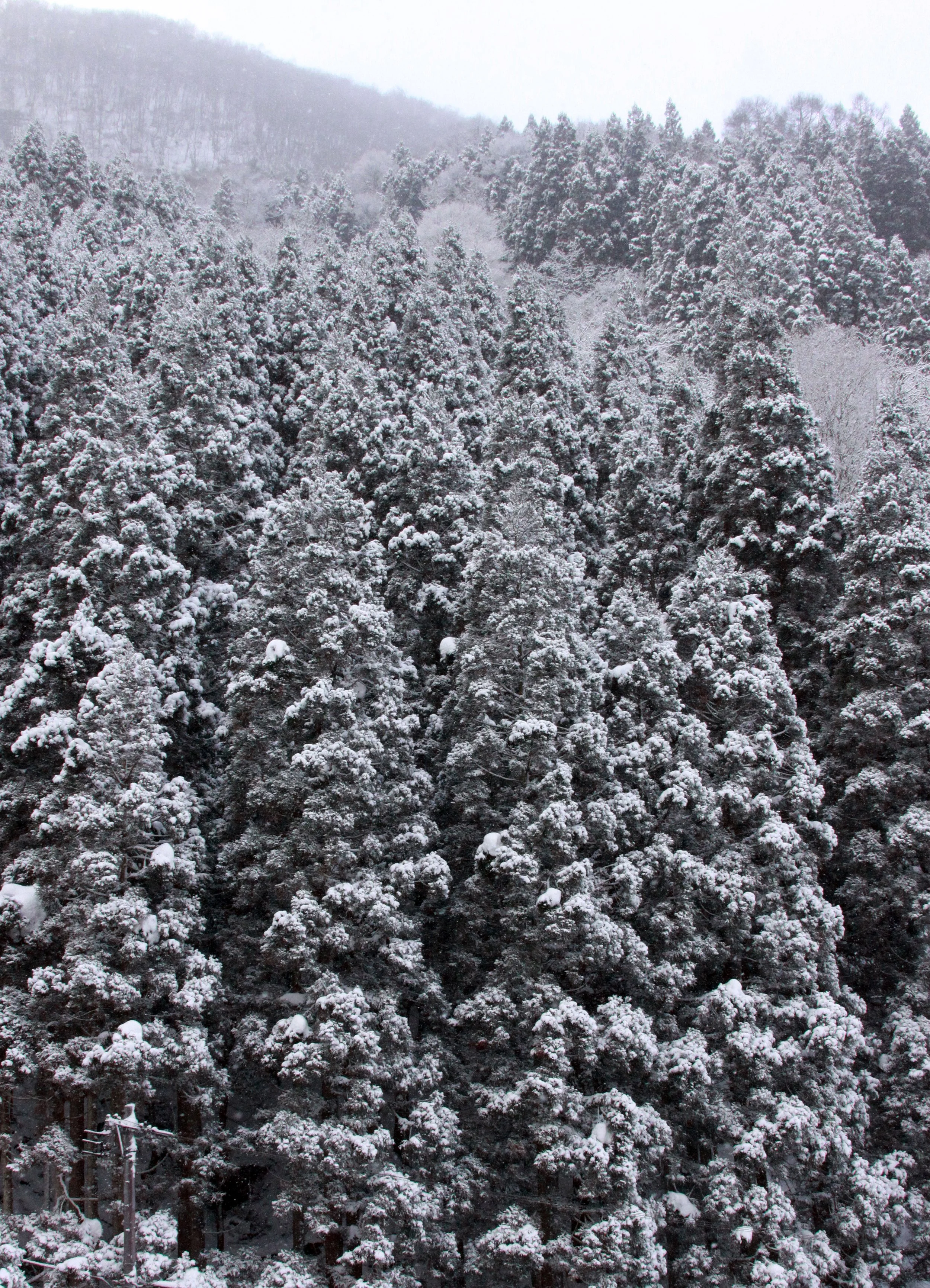 JIGOKUDANI ONSEN - NAGANO PREFECTURE JAPAN - FOREST SCENCES (10).JPG