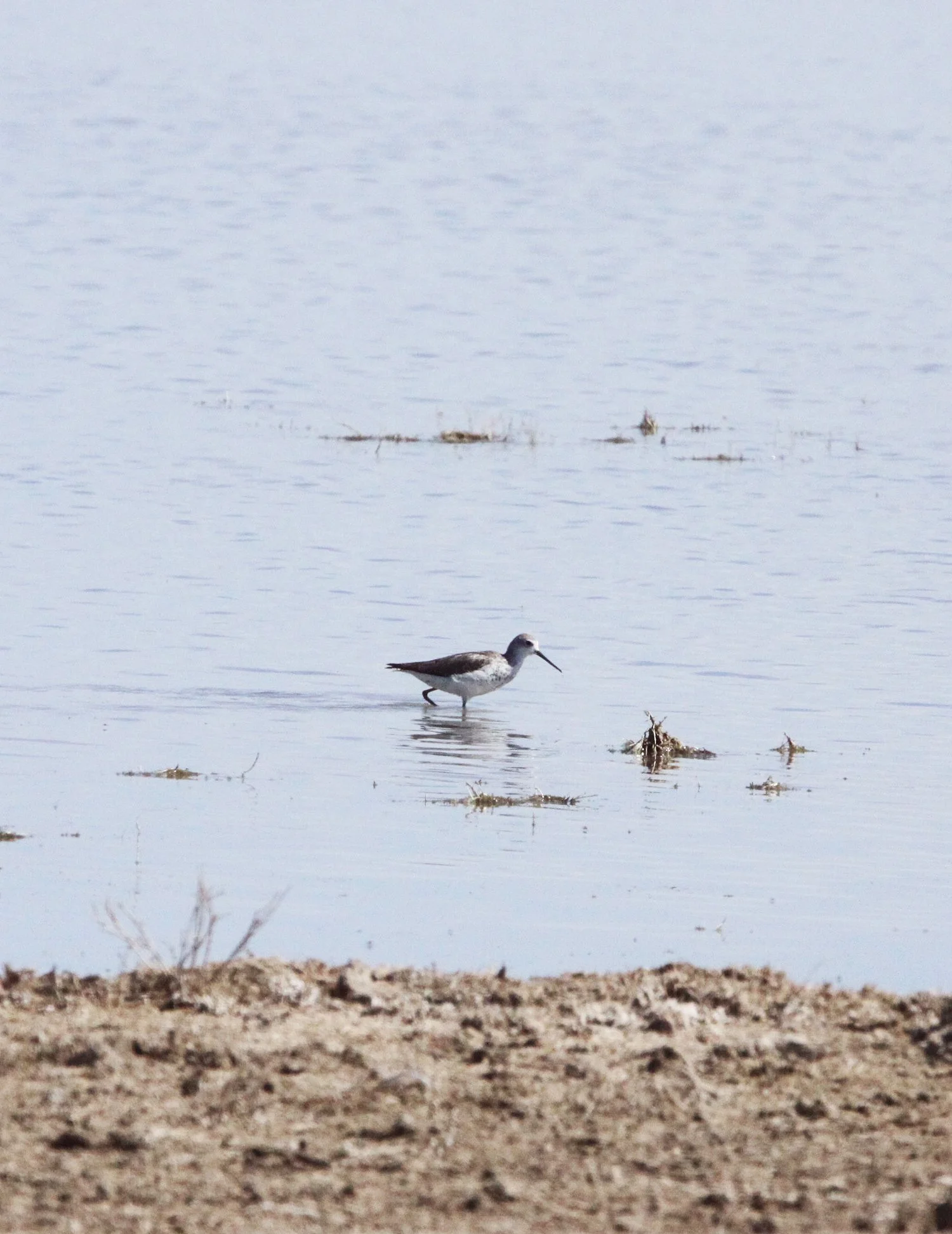 BIRD - SANDPIPER - MARSH SANDPIPER - TRINGA STAGNATILIS - MARRICK CAMP KIMBERLY SOUTH AFRICA (5).JPG