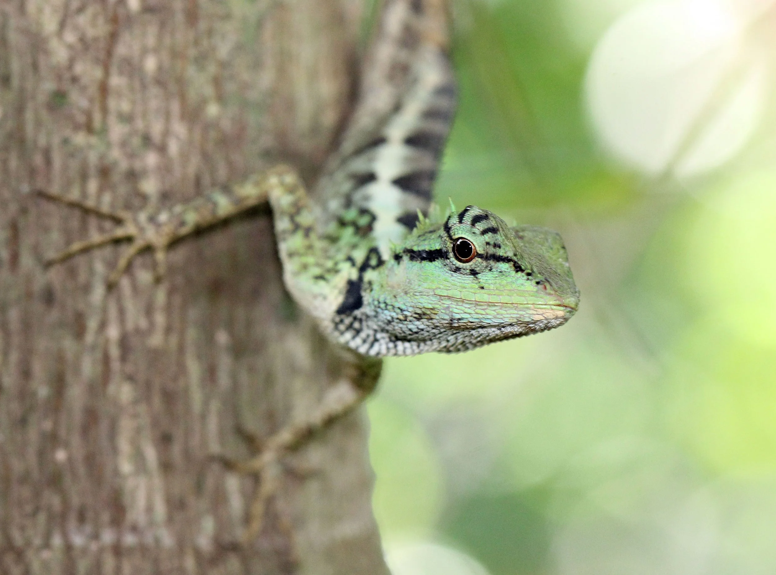 2016 Koh Lanta TheOtherSideVillas - Nature at our Home (62).JPG