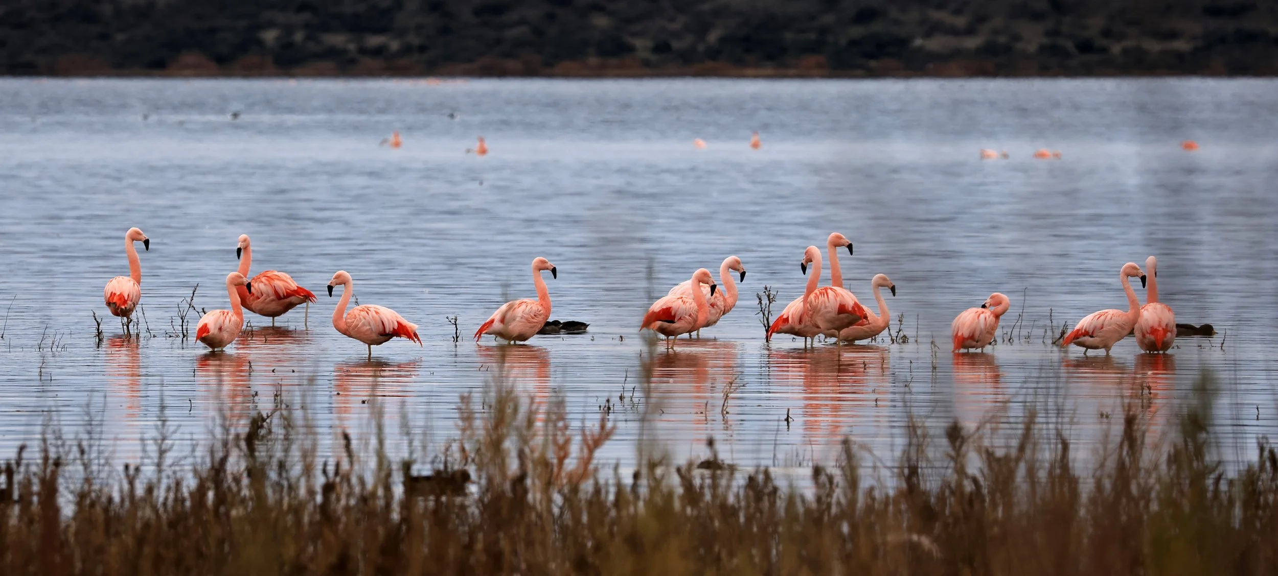 Chilean Flamingo (Phoenicopterus chilensis) Lagunas del Ornitólogo, Trelew Argentina (84).jpg