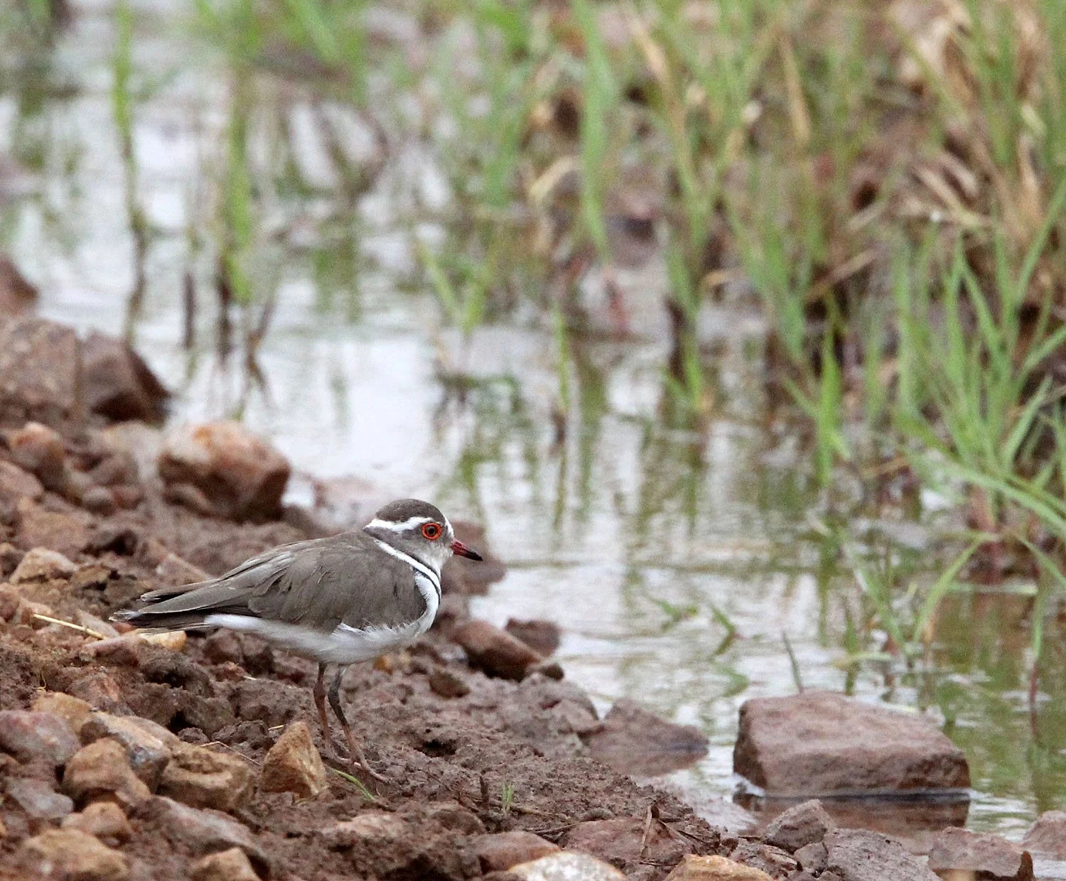 BIRD - PLOVER - THREE-BANDED PLOVER - MASAI MARA NATIONAL PARK KENYA (2).JPG
