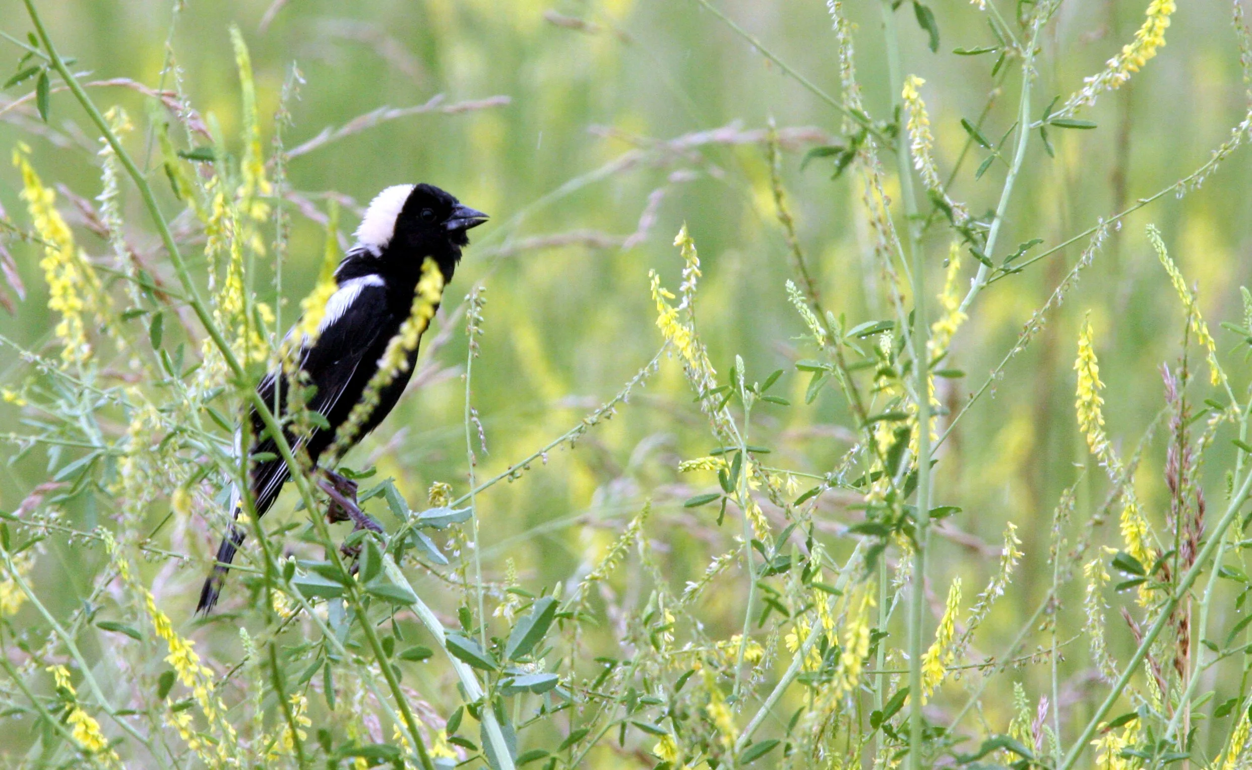 Bobolink (Dolichonyx oryzivorus) McKee Marsh Illinois (10).JPG