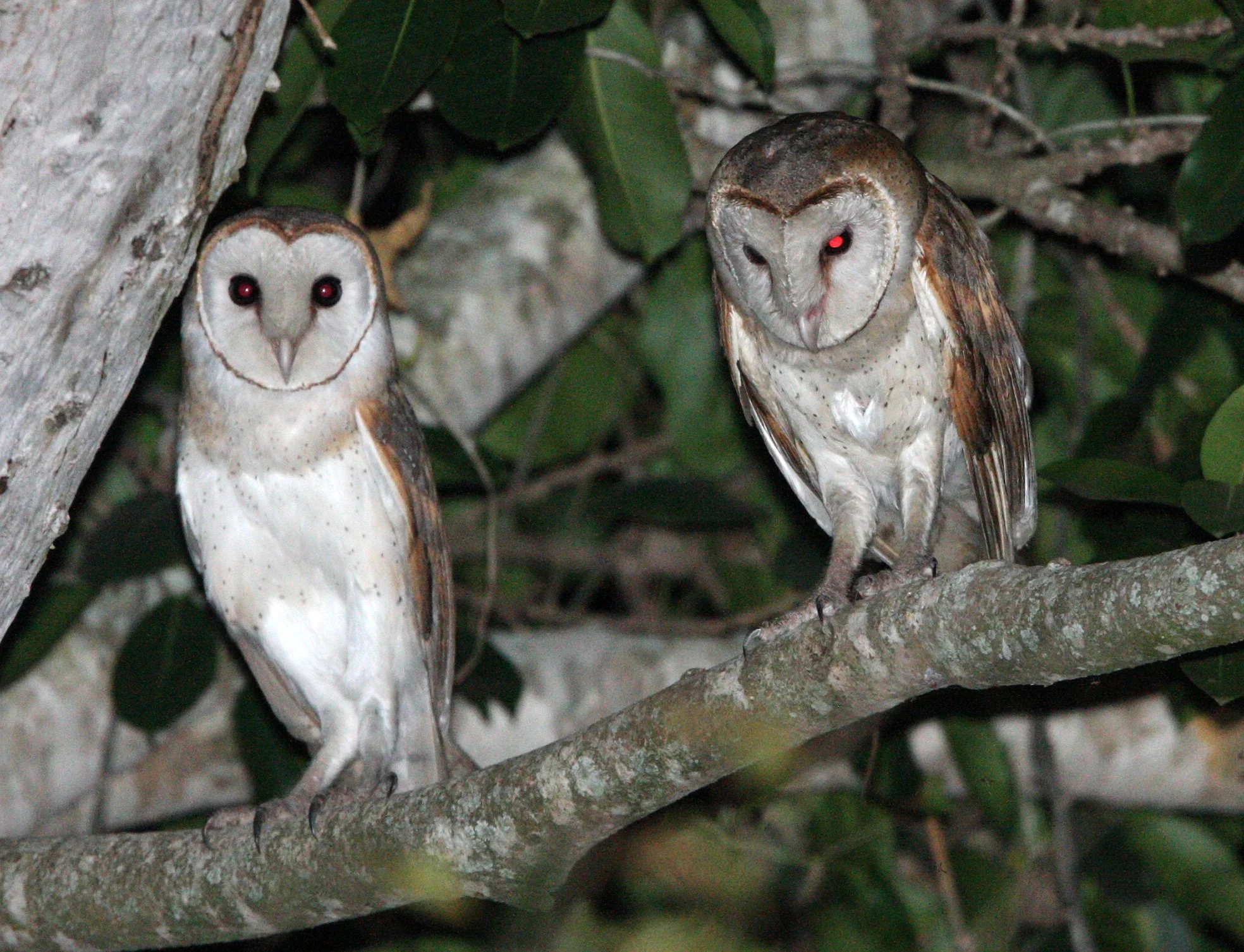 Tyto alba - BARN OWL - KURI BURI NATIONAL PARK THAILAND (40).JPG