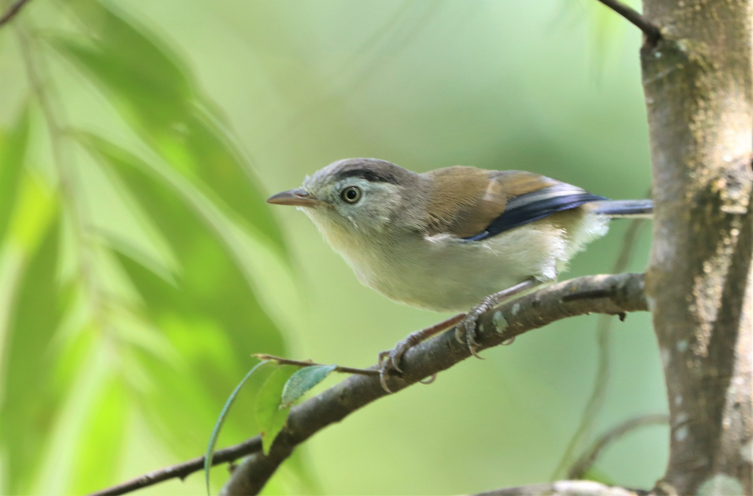 MINLA - BLUE-WINGED MINLA - Actinodura cyanouroptera - DOI ANG KANG CHIANG MAI (28).jpg