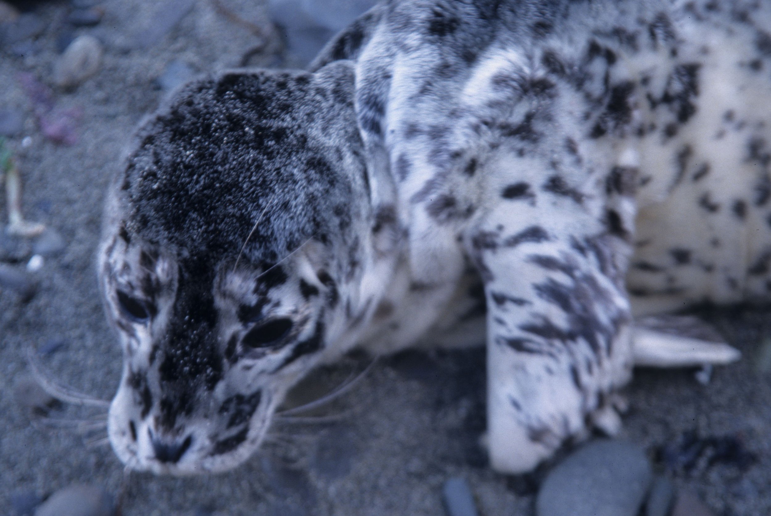 PINNIPED - HARBOR SEAL PUP A.jpg