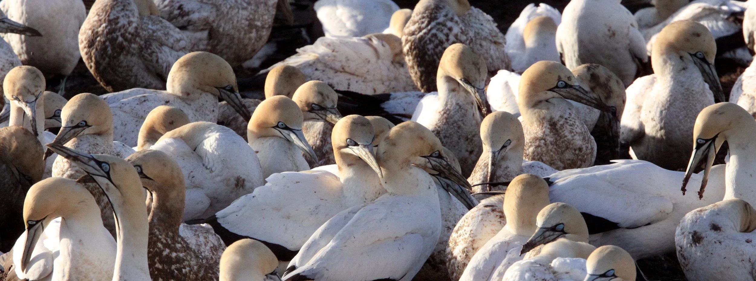 Cape gannet (Morus capensis) Lambert's Bay South Africa (14).JPG