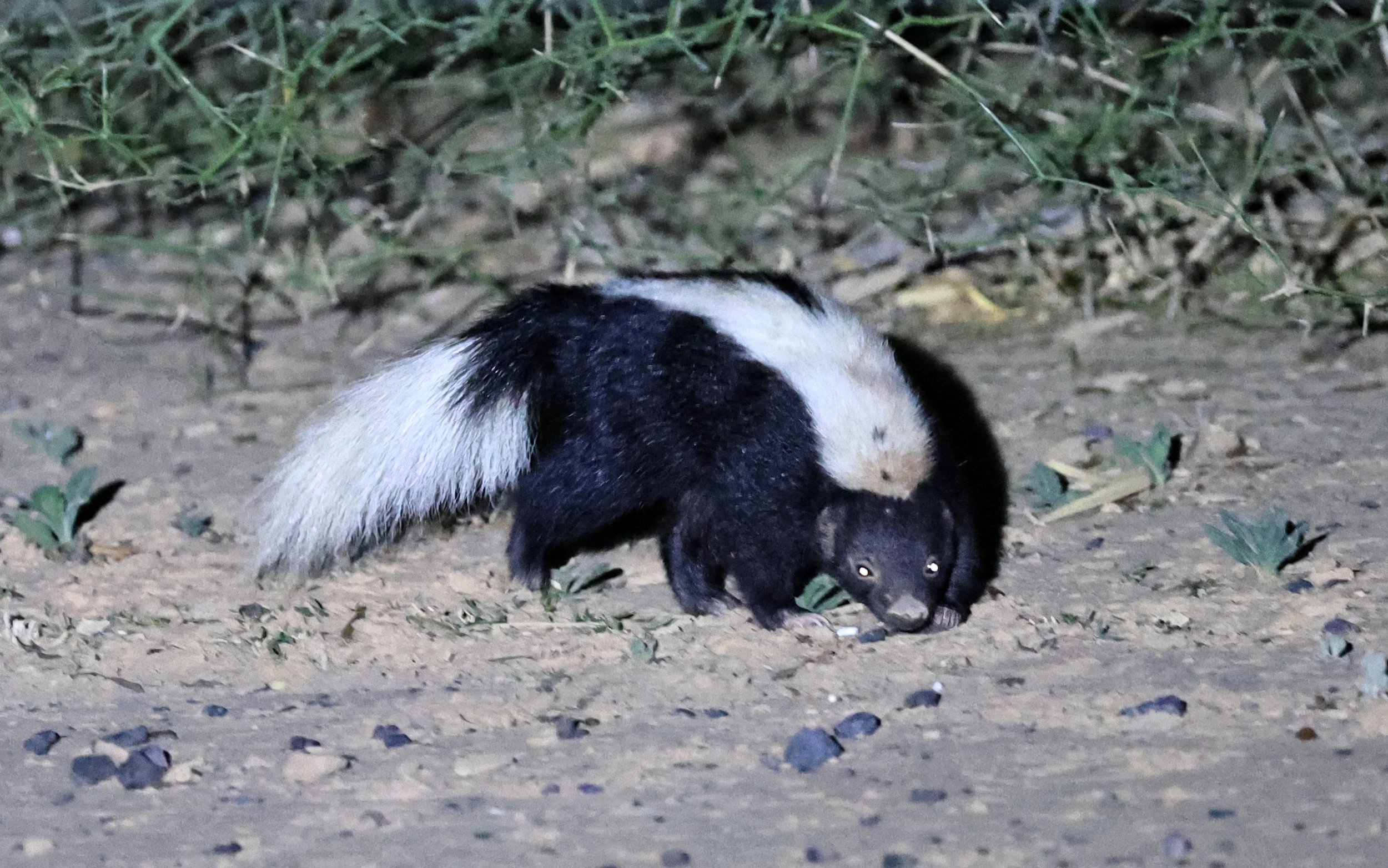 Molina's Hog-nosed Skunk (Conepatus chinga) Estancia Campo'í Paraguay (147).jpg