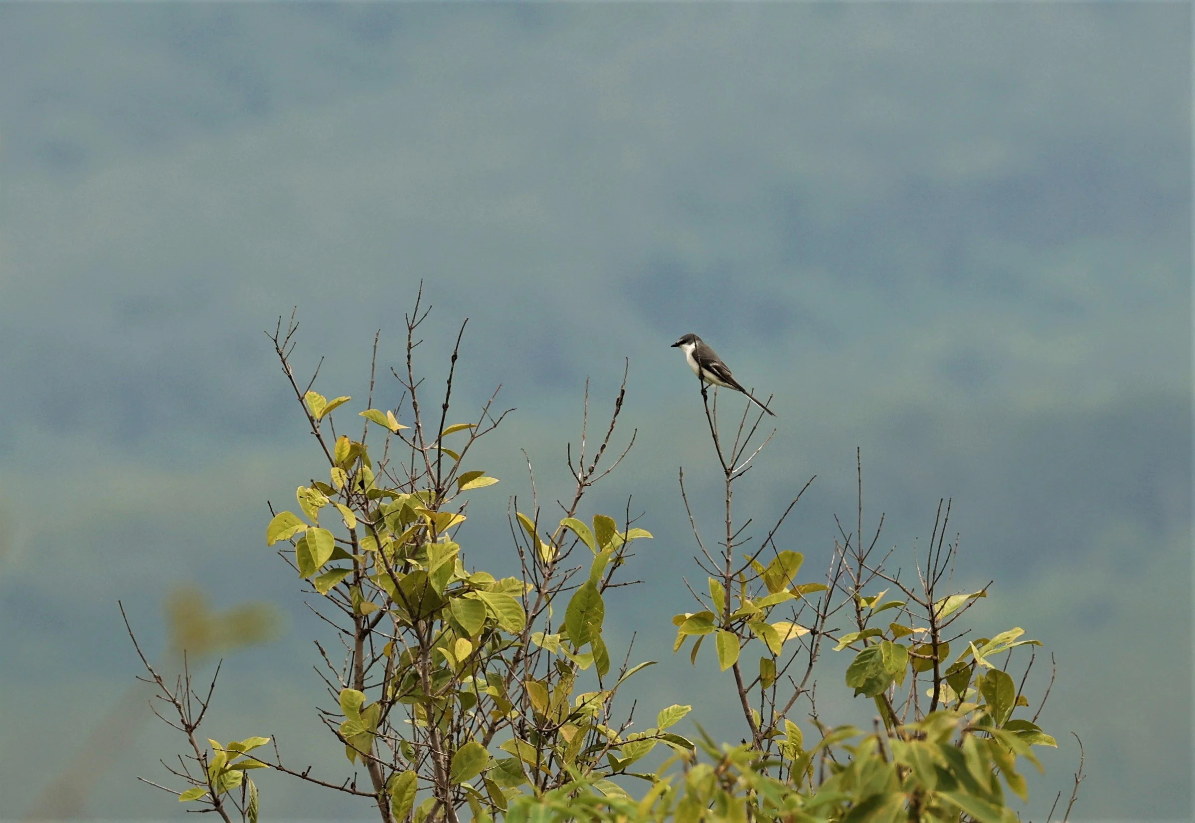 Ashy Minivet (Pericrocotus divaricatus) Kaeng Krachan NP Thailand (13).jpg