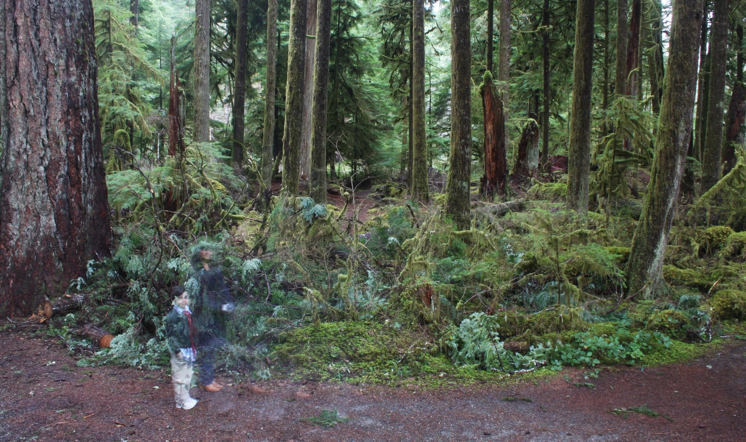 SOL DUC FALLS AND FOREST - ONP WA (8).JPG