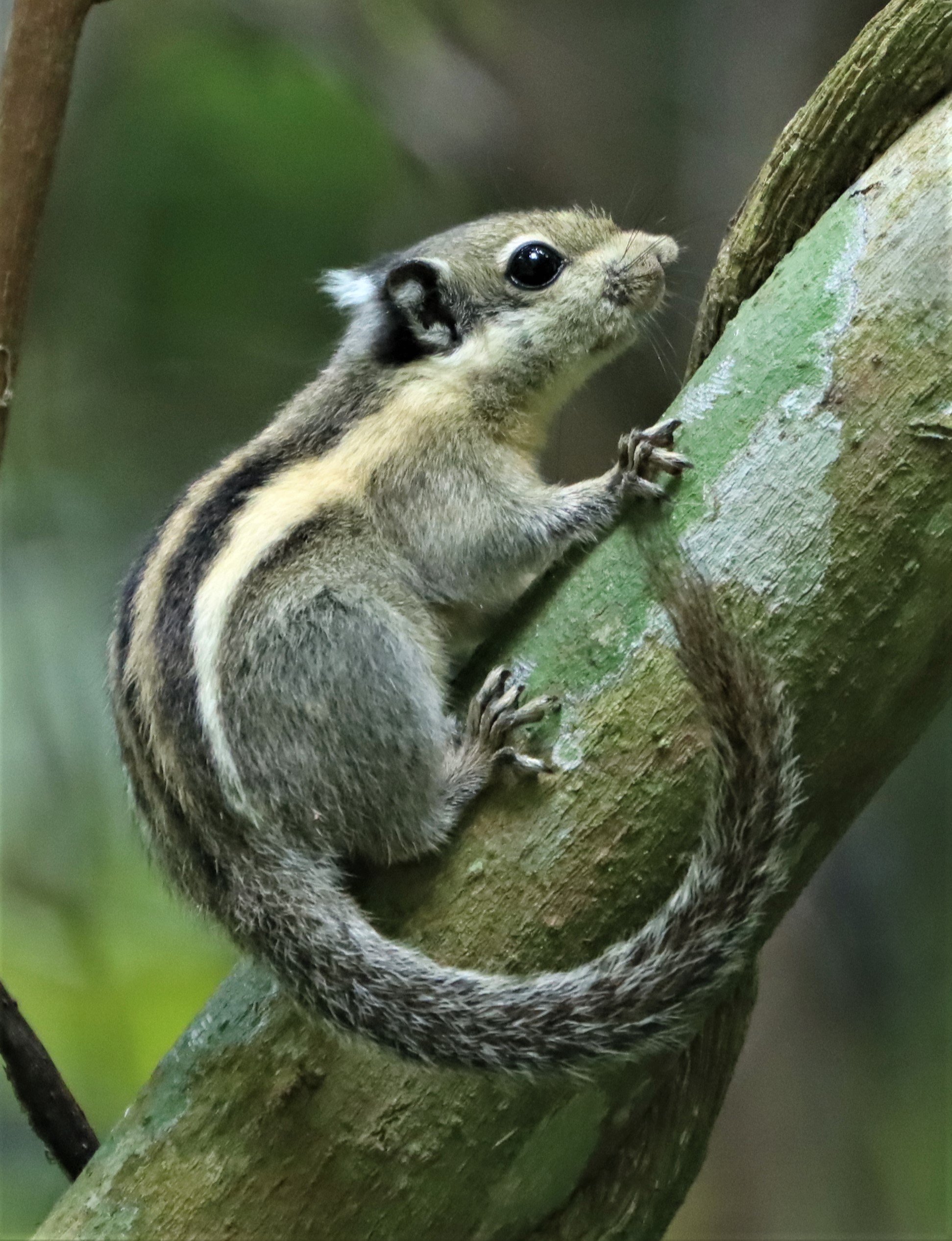 Tamiops mcclellandii - WESTERN STRIPED SQUIRREL - DOI INTHANON JULY 2 2021 (6).jpg