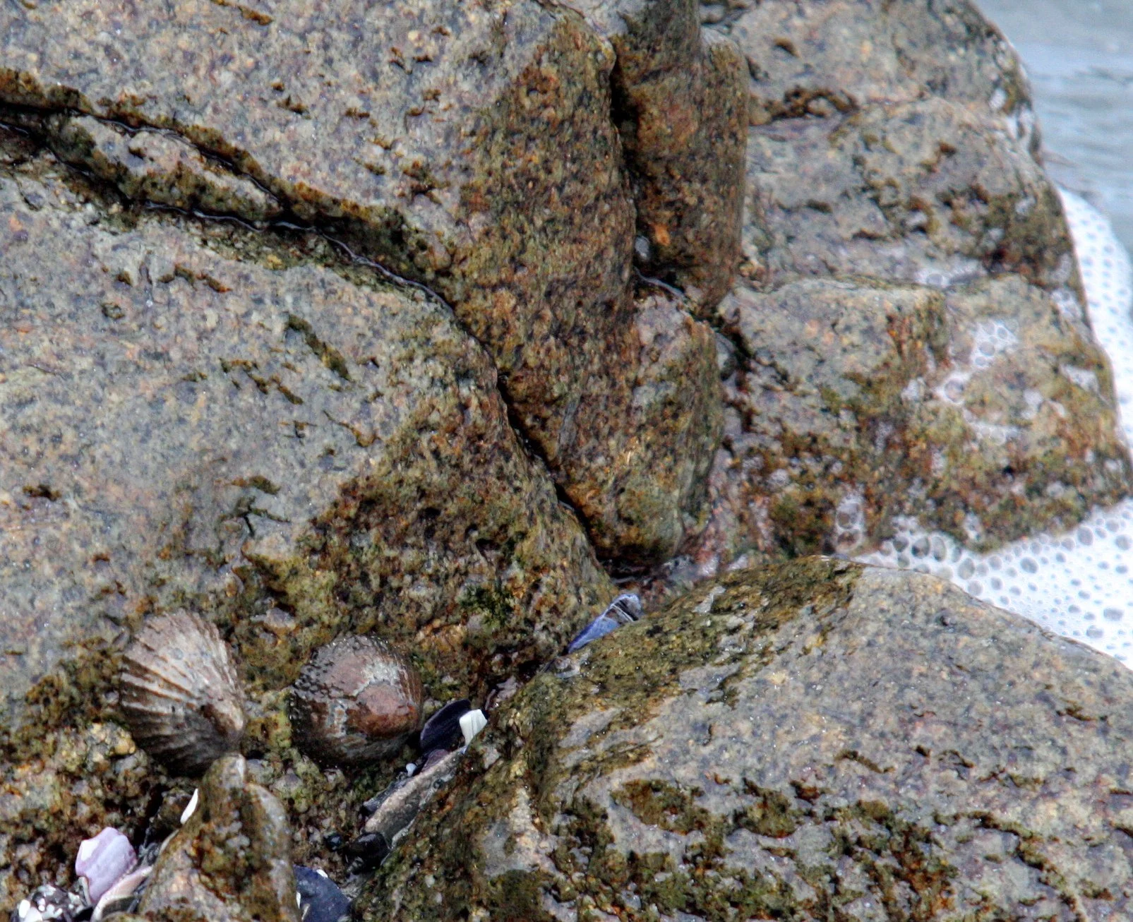 WEST COAST NATIONAL PARK SOUTH AFRICA - MARINE INTERTIDAL COMMUNITY.JPG
