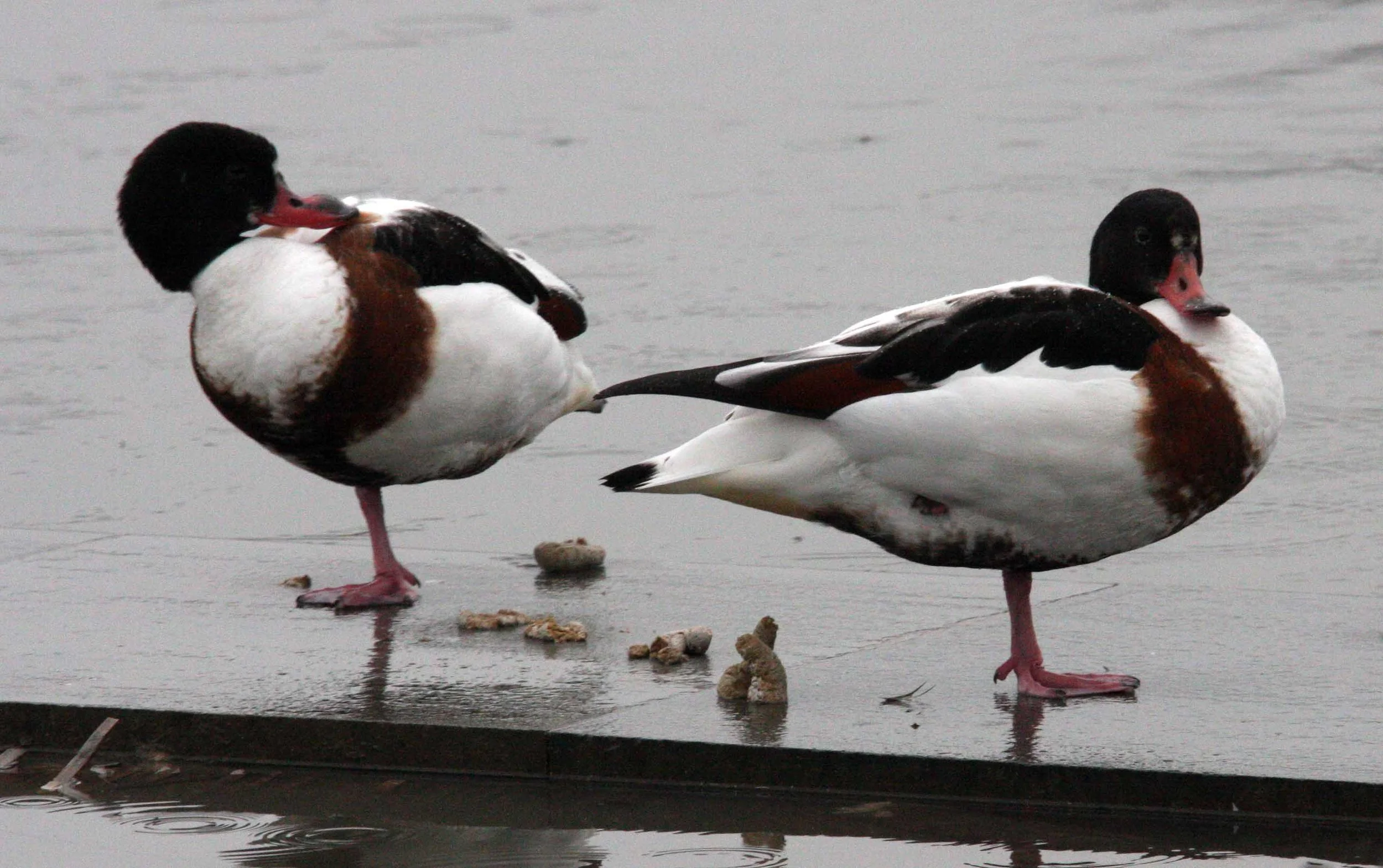 SHELDUCK - COMMON SHELDUCK - Tadorna tadorna - TONGJI UNIVERSTIY PONDS SHANGHAI CHINA (1).JPG