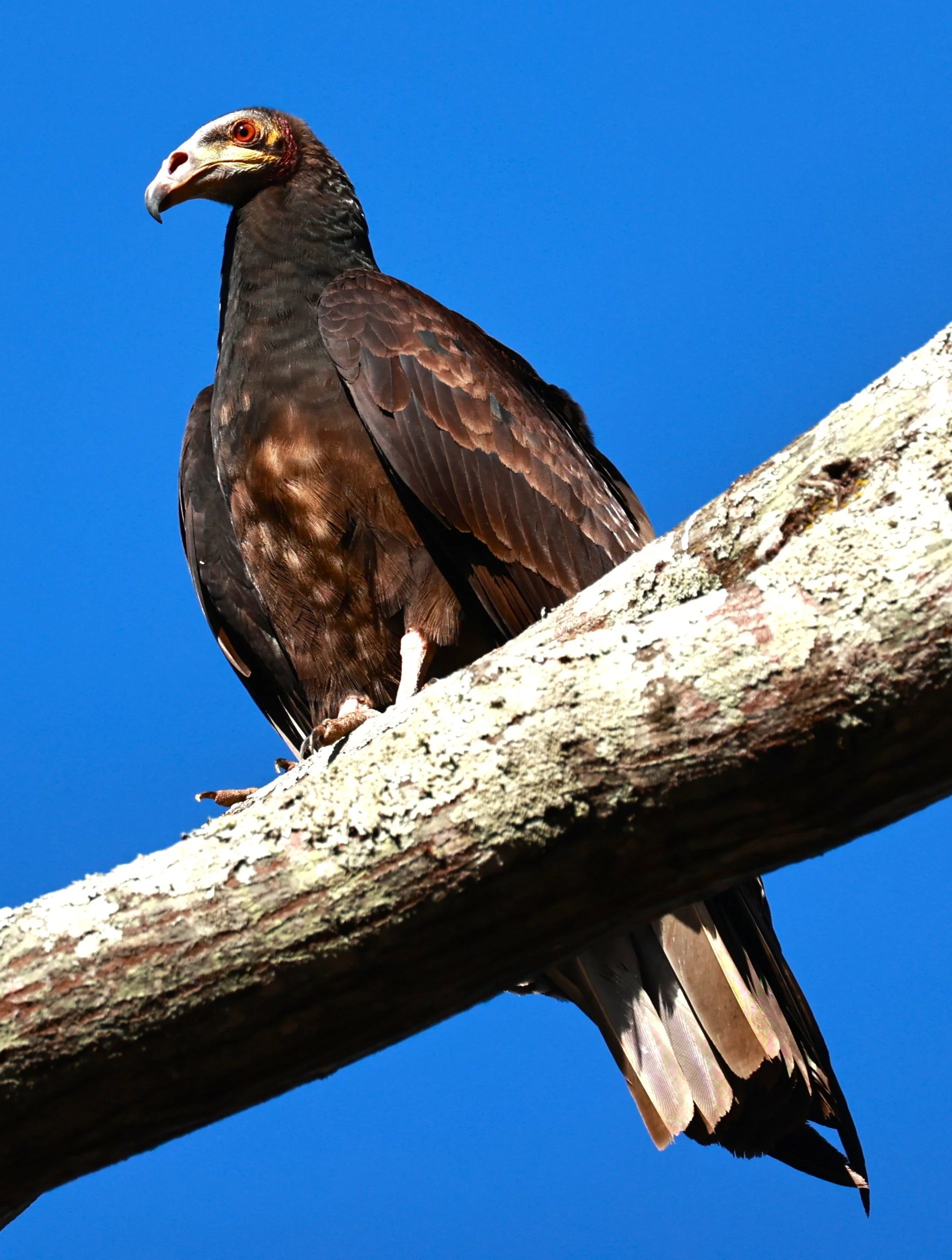 Vulture - Greater Yellow-headed Vulture - Cathartes melambrotus - Rio Doce State Park, Minas Gerais, Brazil (9).JPG
