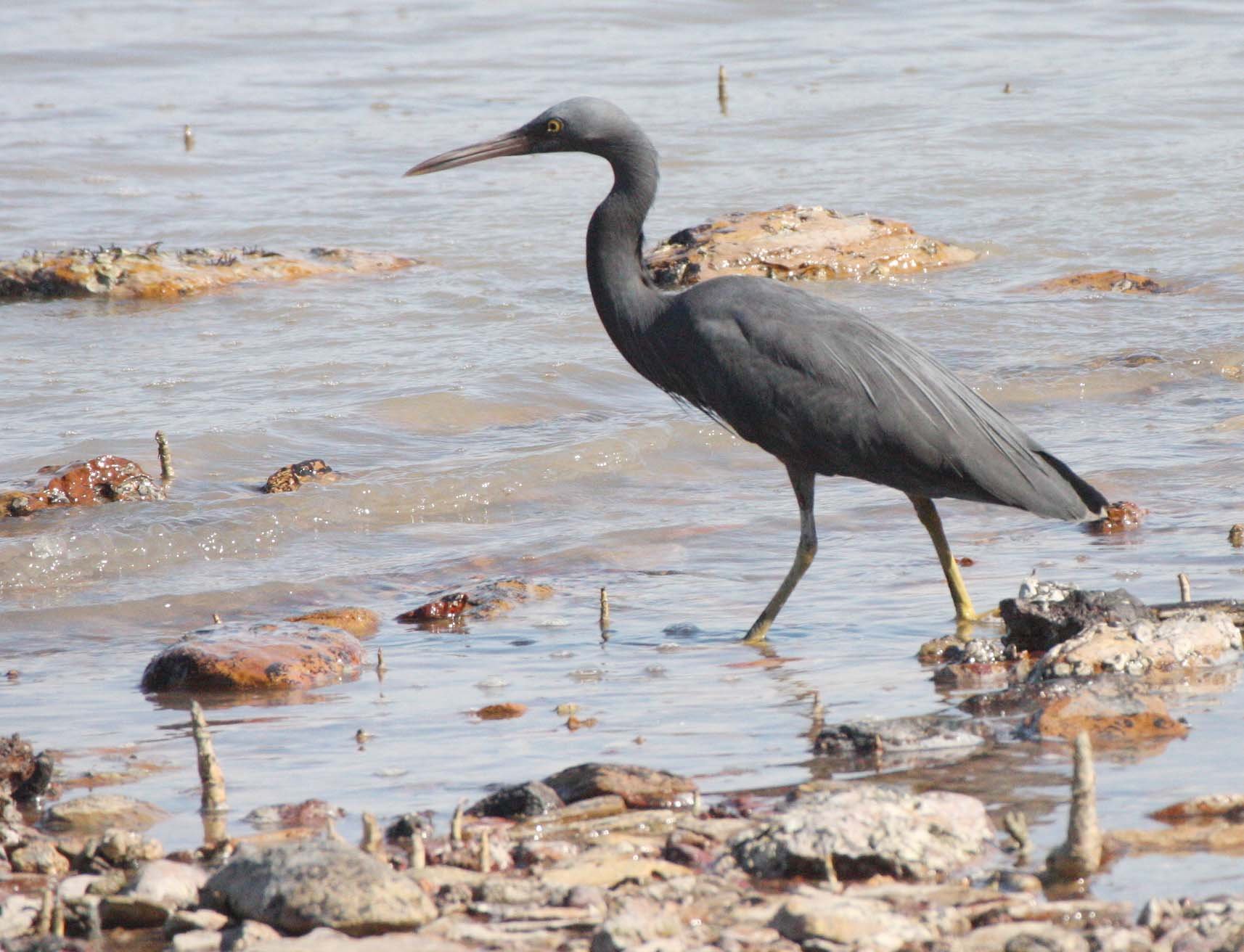 EGRET - PACIFIC REEF EGRET - Egretta sacra - KOH LANTA  (17).JPG