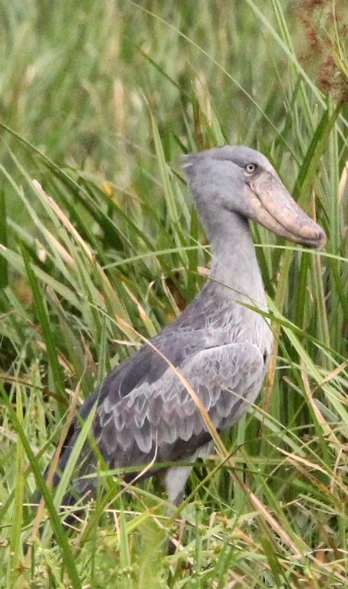 BIRD - STORK - SHOEBILL STORK - MURCHISON FALLS NATIONAL PARK UGANDA (3).JPG