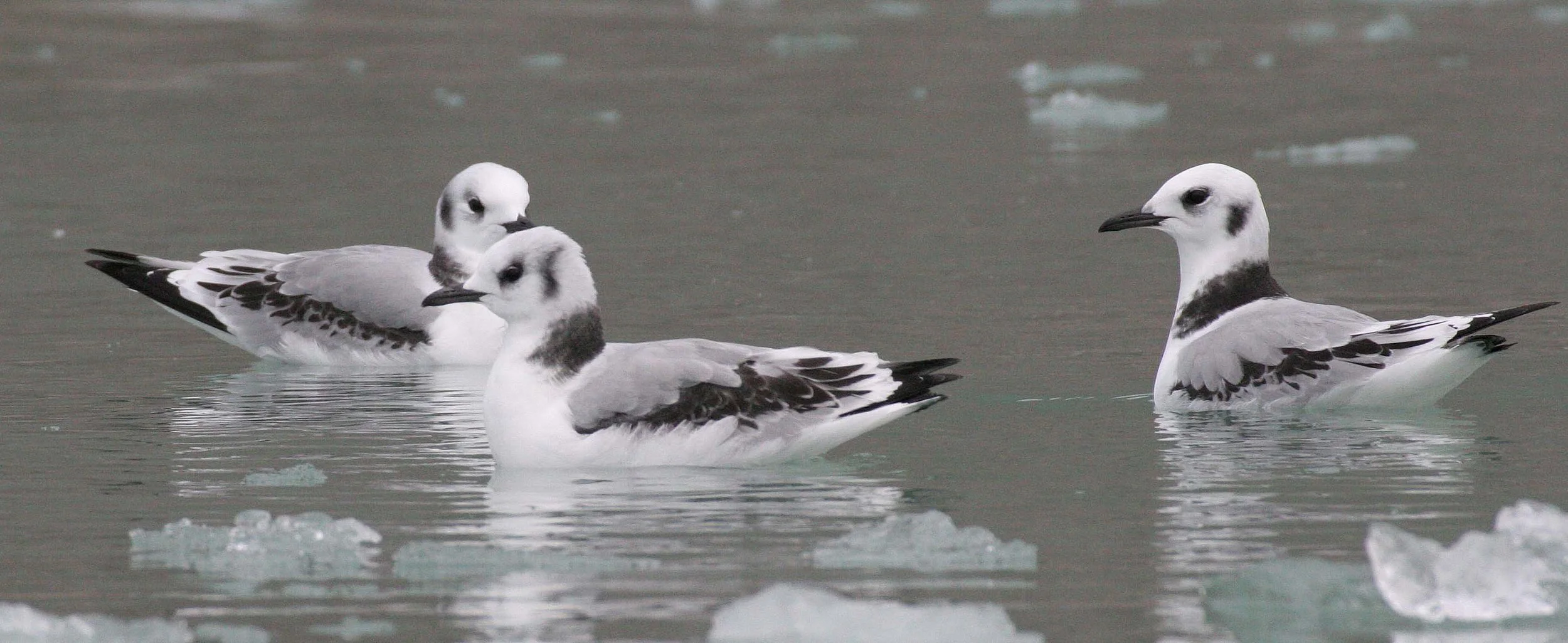 BIRD - KITTIWAKE - BLACK-LEGGED - SVALBARD (33).jpg