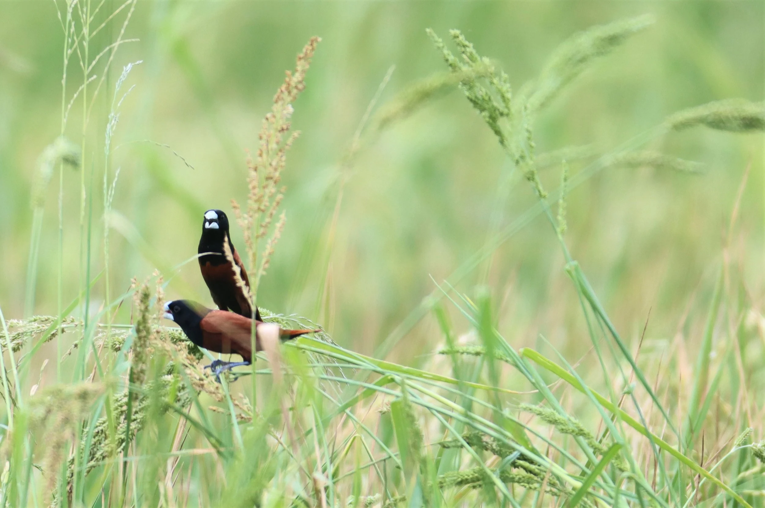 MUNIA - BLACK-HEADED MUNIA - Lonchura malacca - PETBURI RICE FIELDS (1).jpg