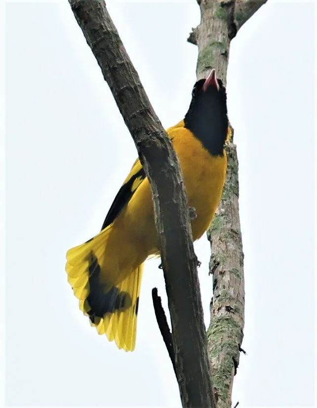 Black-hooded Oriole (Oriolus xanthornus) Baan Maka Nature Resort Petchaburi Thailand (27).jpg