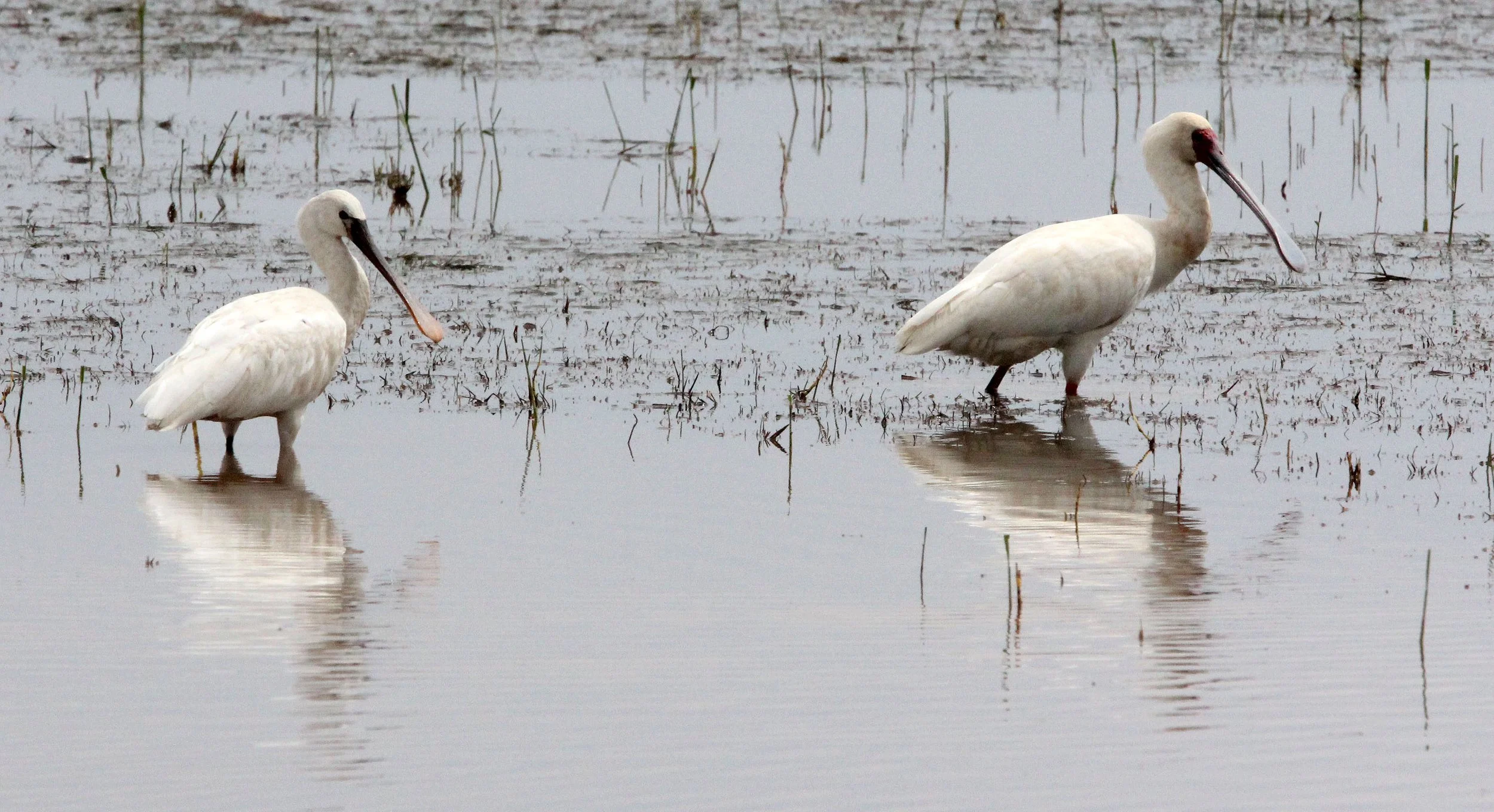 SPOONBILL - AFRICAN SPOONBILL - Platalea alba - LAKE LANGANO ETHIOPIA (16).JPG