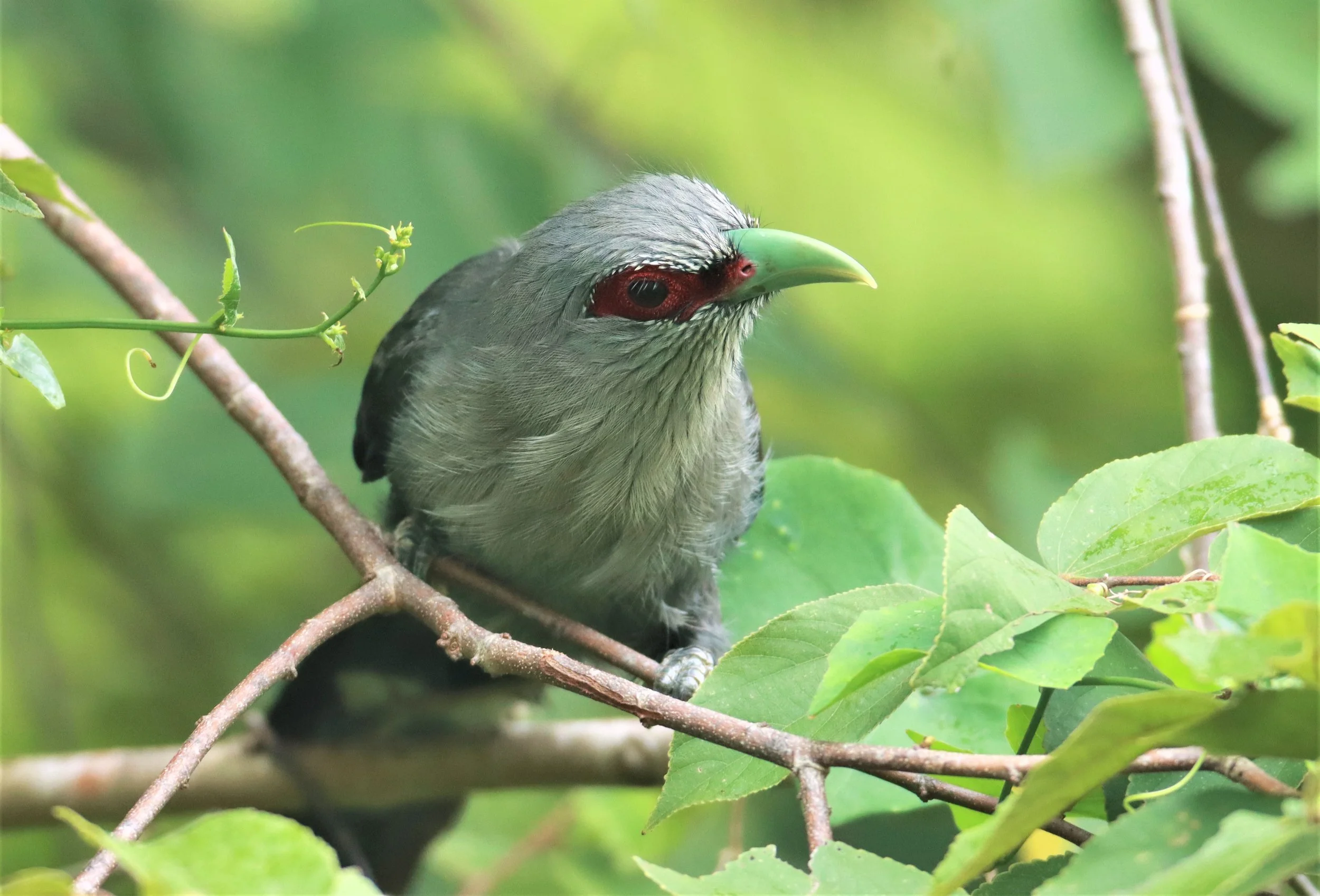 Green-billed Malkoha (Phaenicophaeus tristis) Nong Ya Plong Petchaburi Thailand (13).jpg
