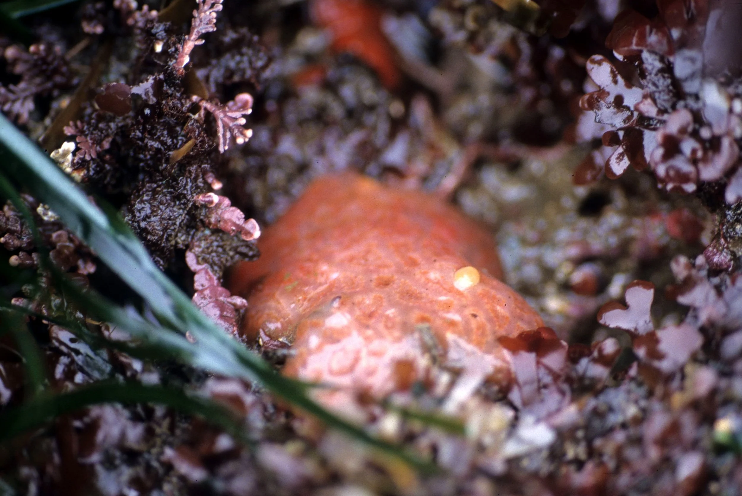 INVERTS - UROCHORDATE.jpg