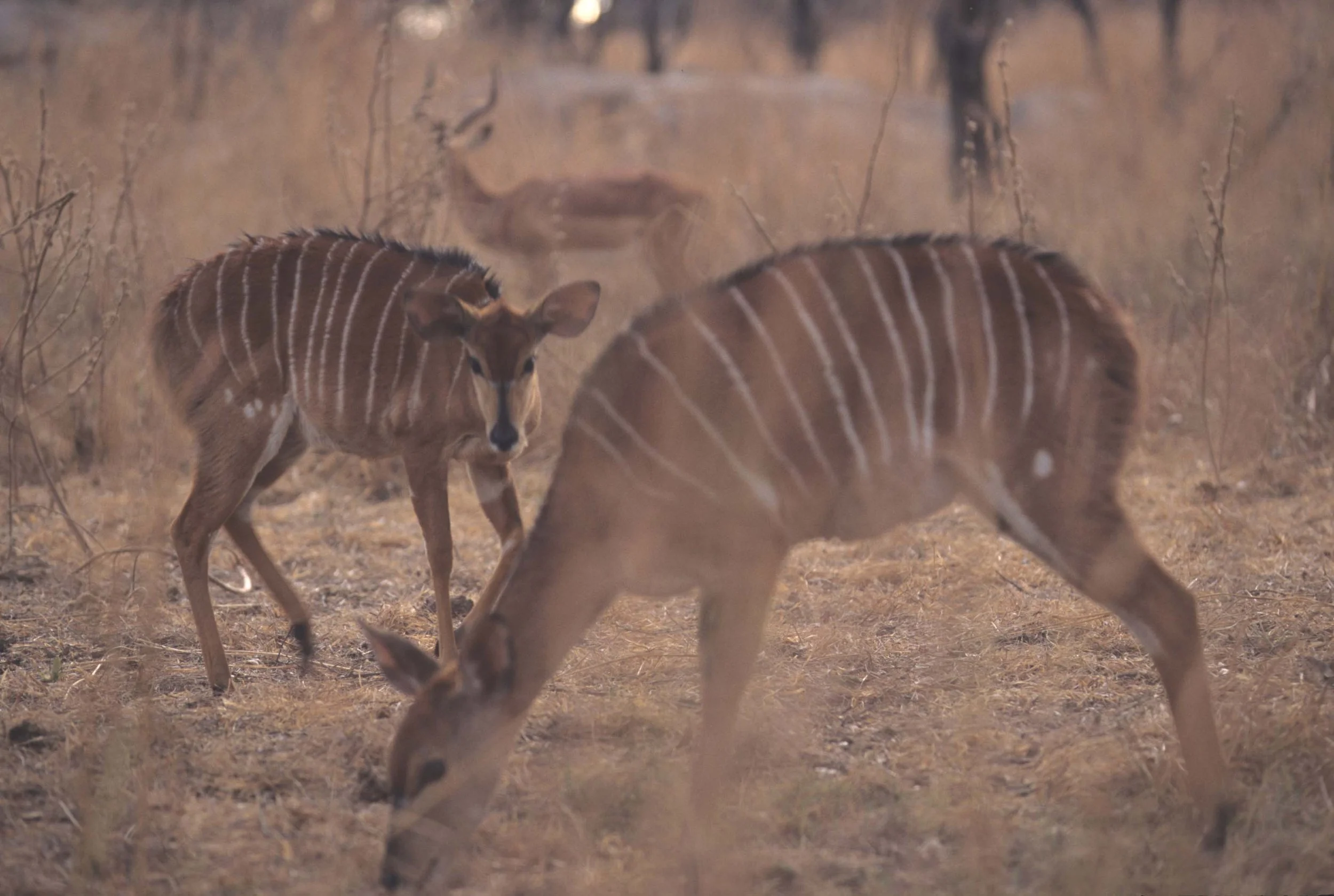 BOVID - NYALA - ZIMBABWE (5).jpg