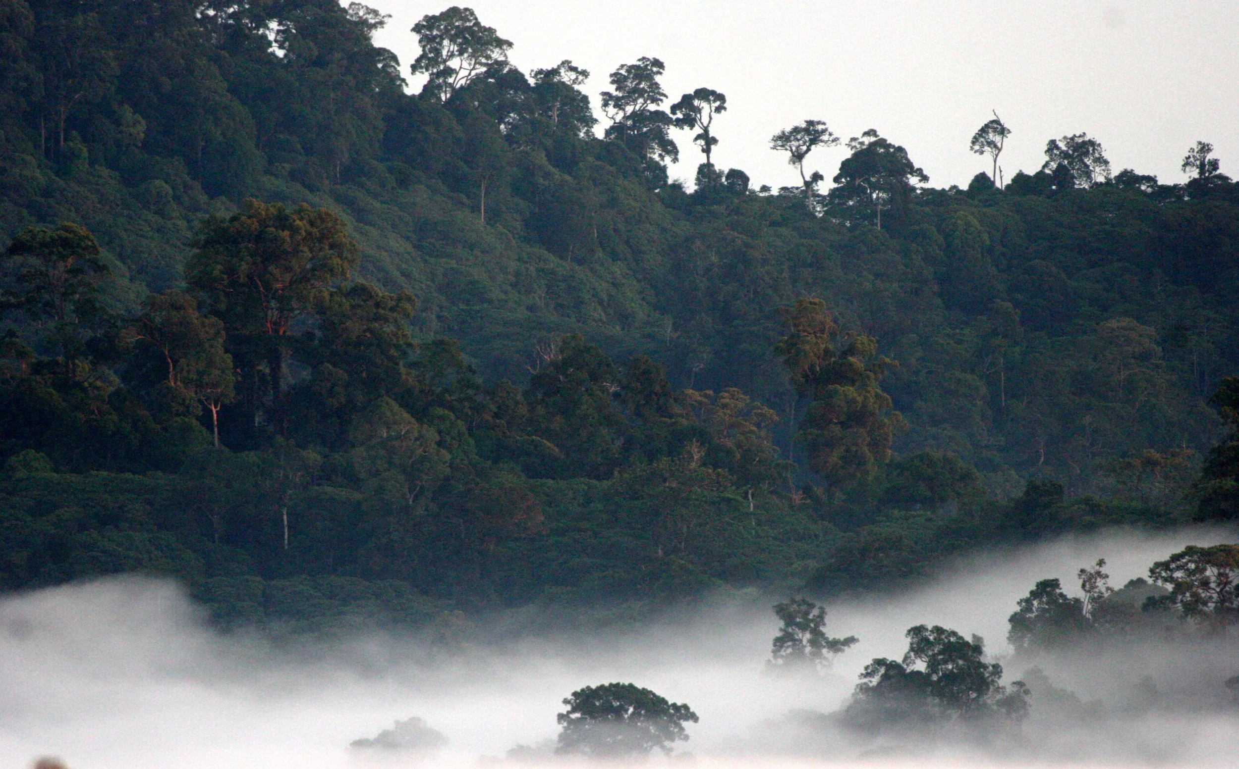 DANUM VALLEY BORNEO - SUNRISE OVER THE DANUM (75).JPG