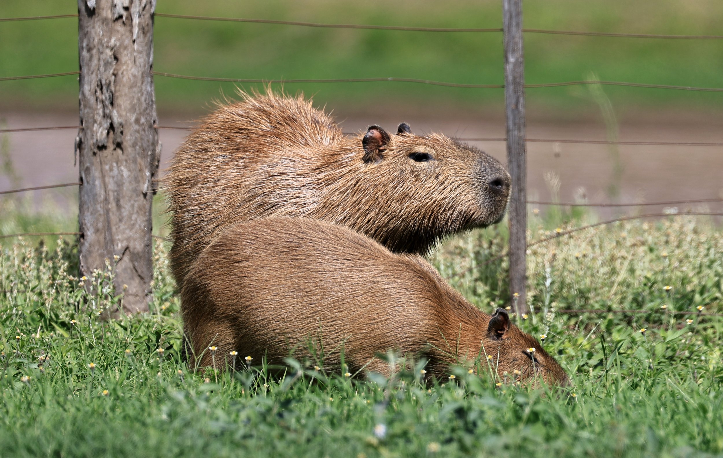 Capybara (Hydrochoerus hydrochaeris) Loma Plata Paraguay - Brunnen Strasse (47).jpg